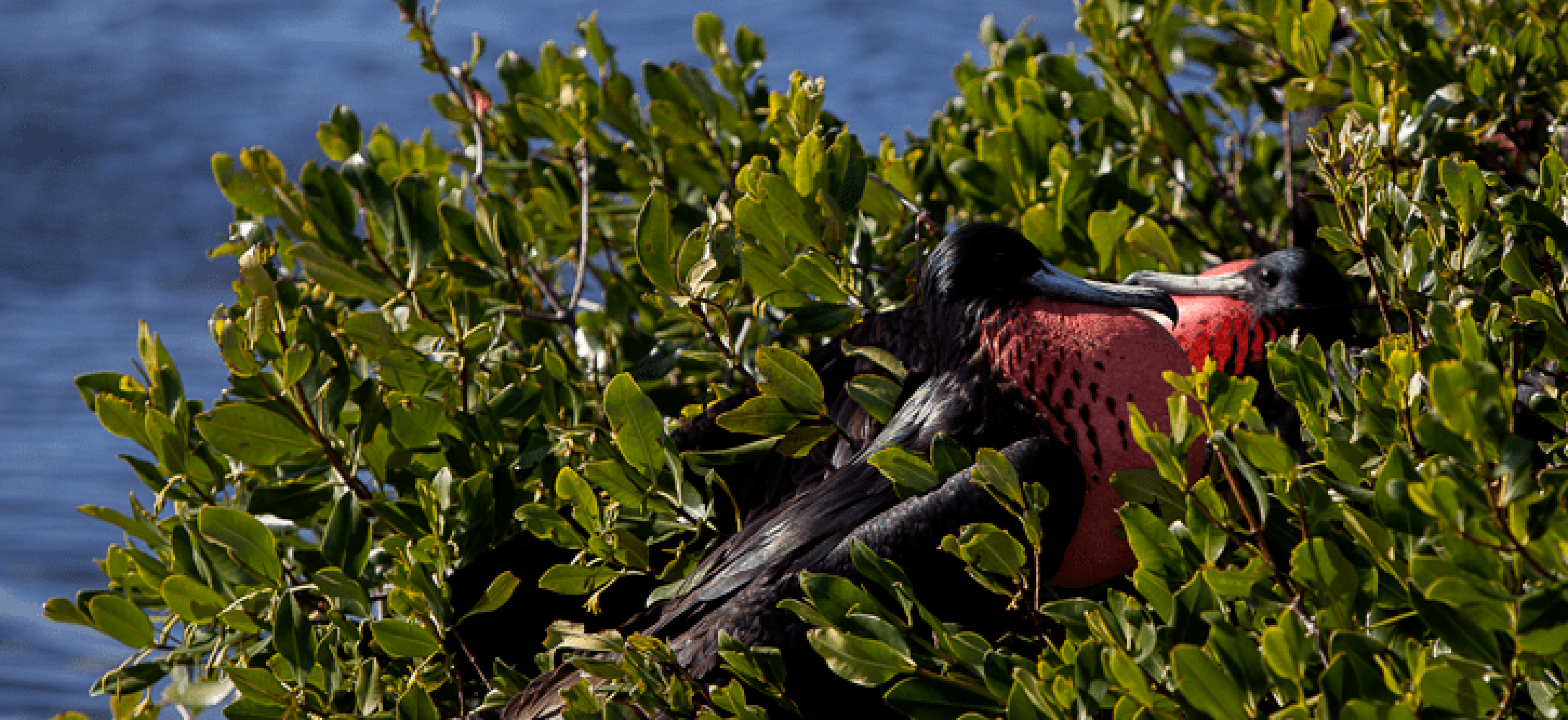Aerial View-Frigate Bird Sanctuary  , Antigua, Caribbean