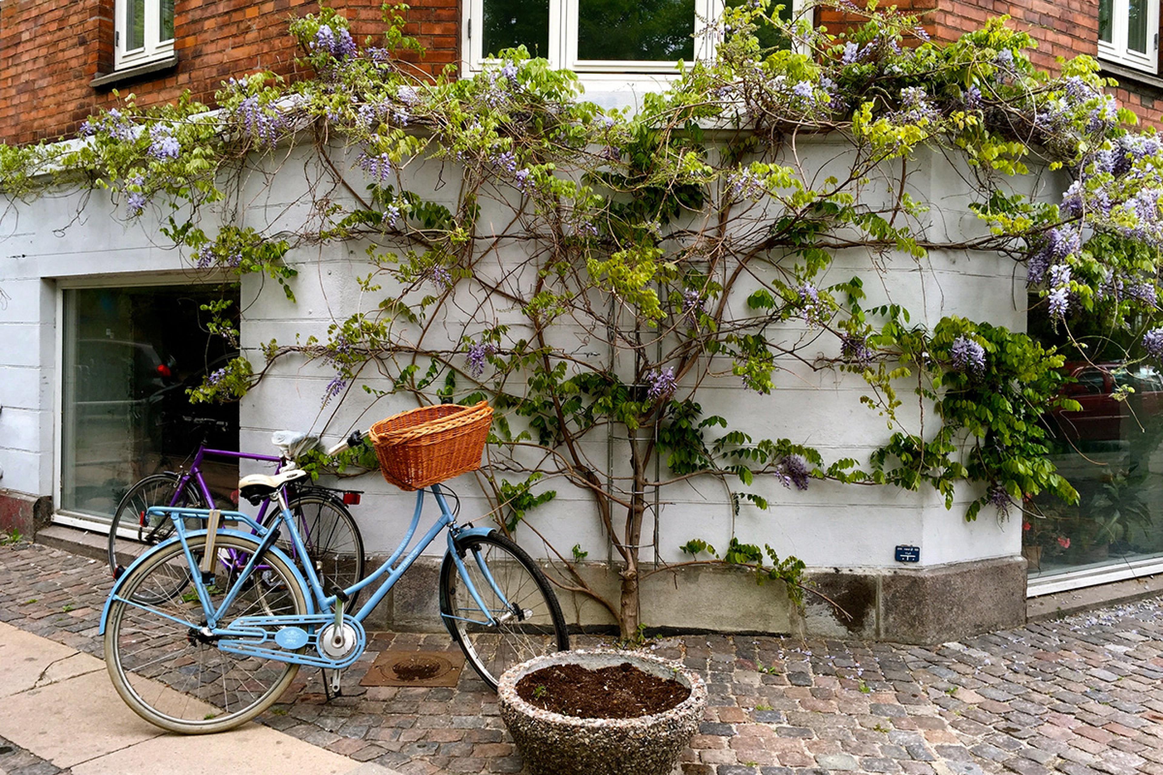 blue bike propped up in front of a pretty green plant against a wall