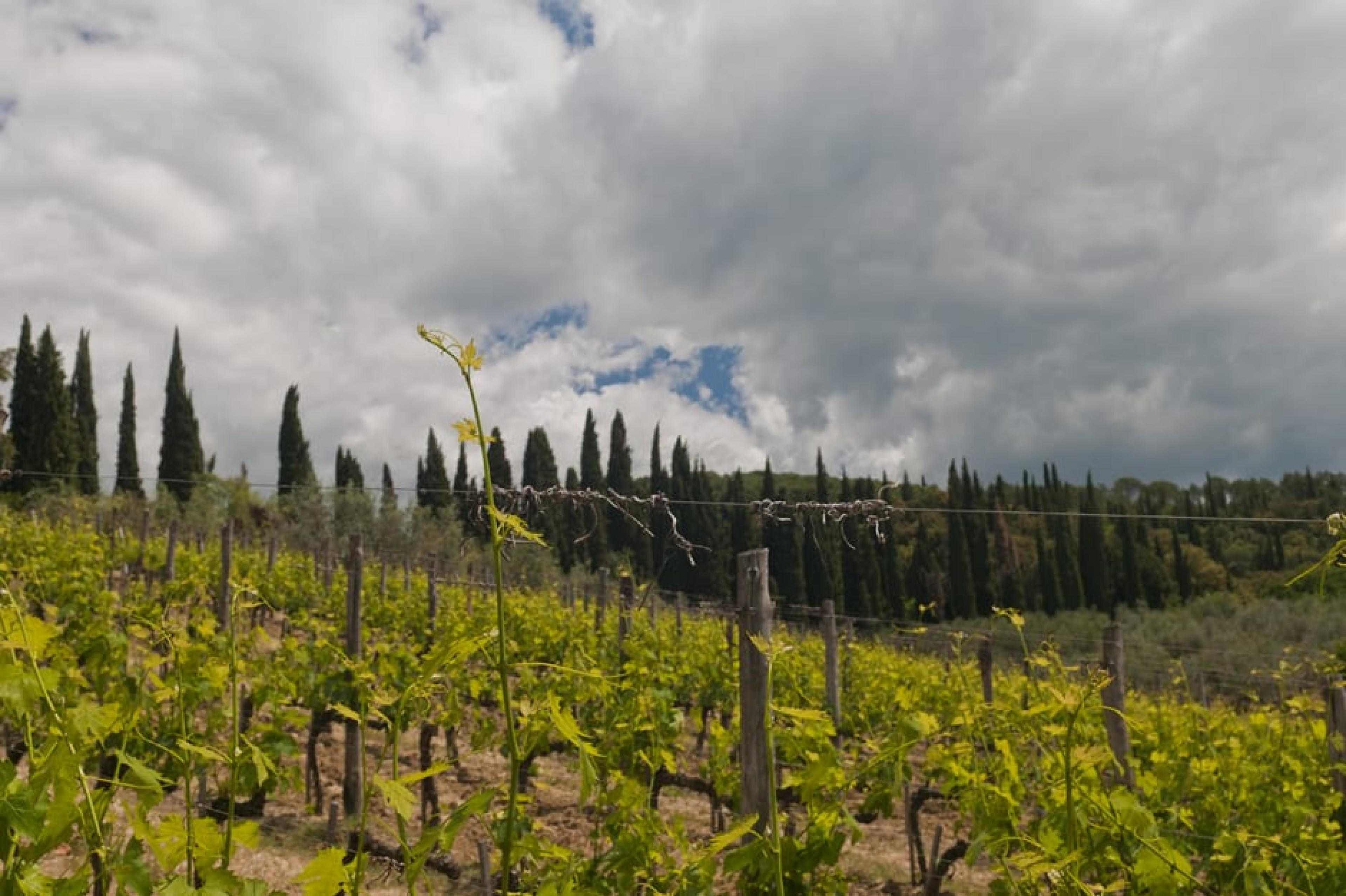 Field at  Indagare Tours: Wine Trips, Florence, Italy - Courtesy Michal Osmenda