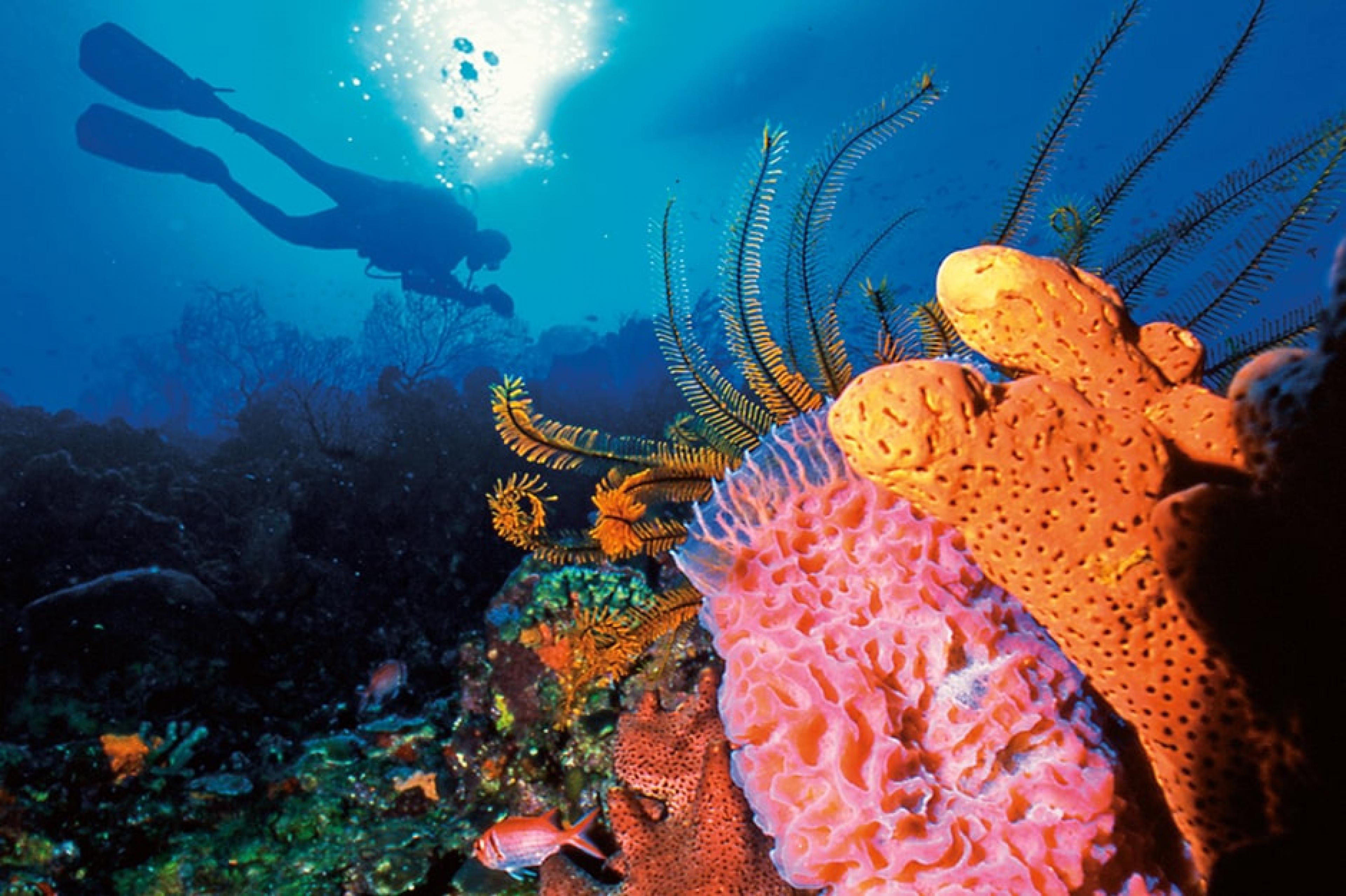 Diving at Scuba St. Lucia, St. Lucia, Caribbean