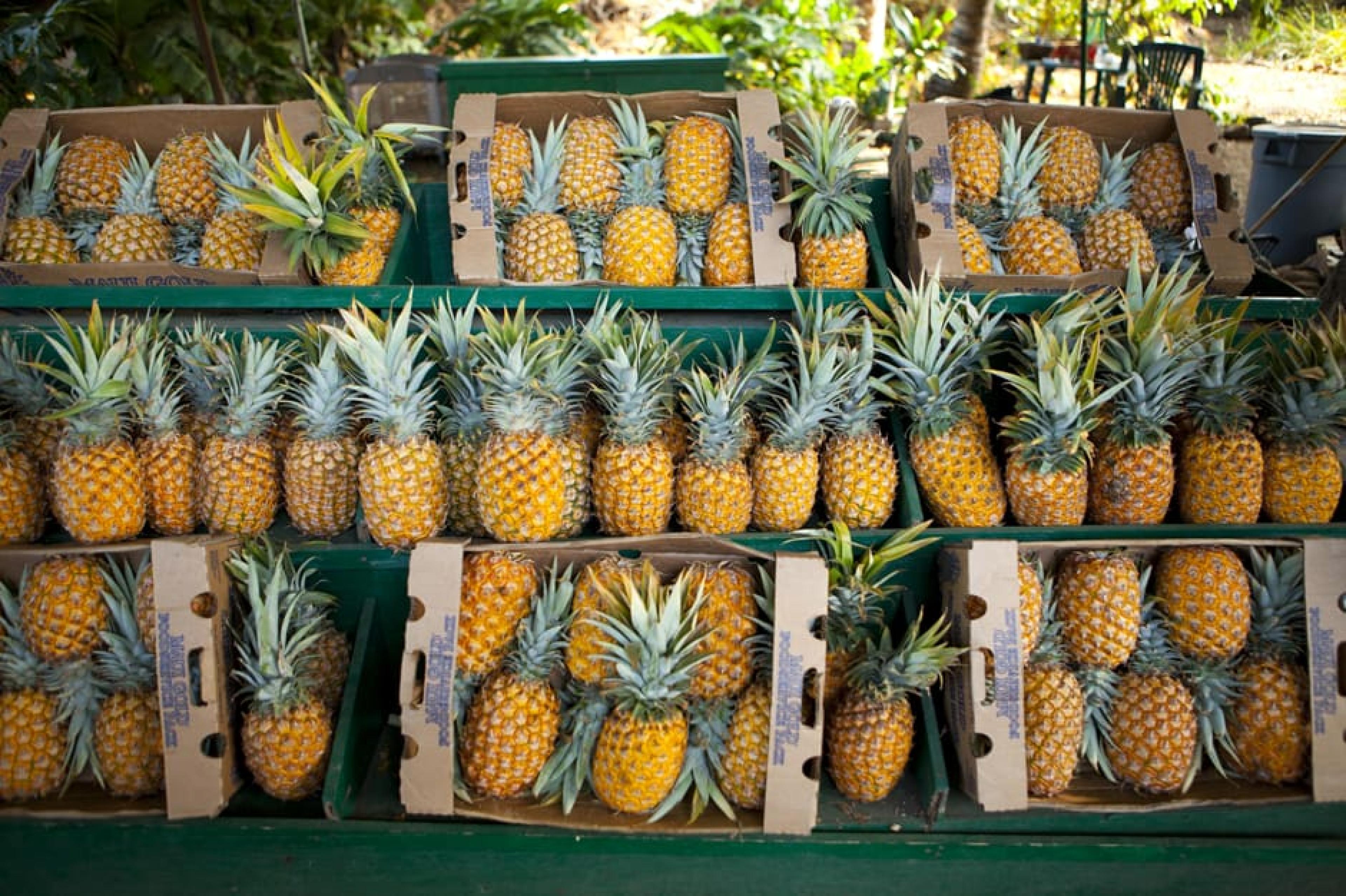 Pineapples at Upcountry Exploration , Maui, Hawaii - Courtesy Hawaii Tourism Authority, Dana Edmunds