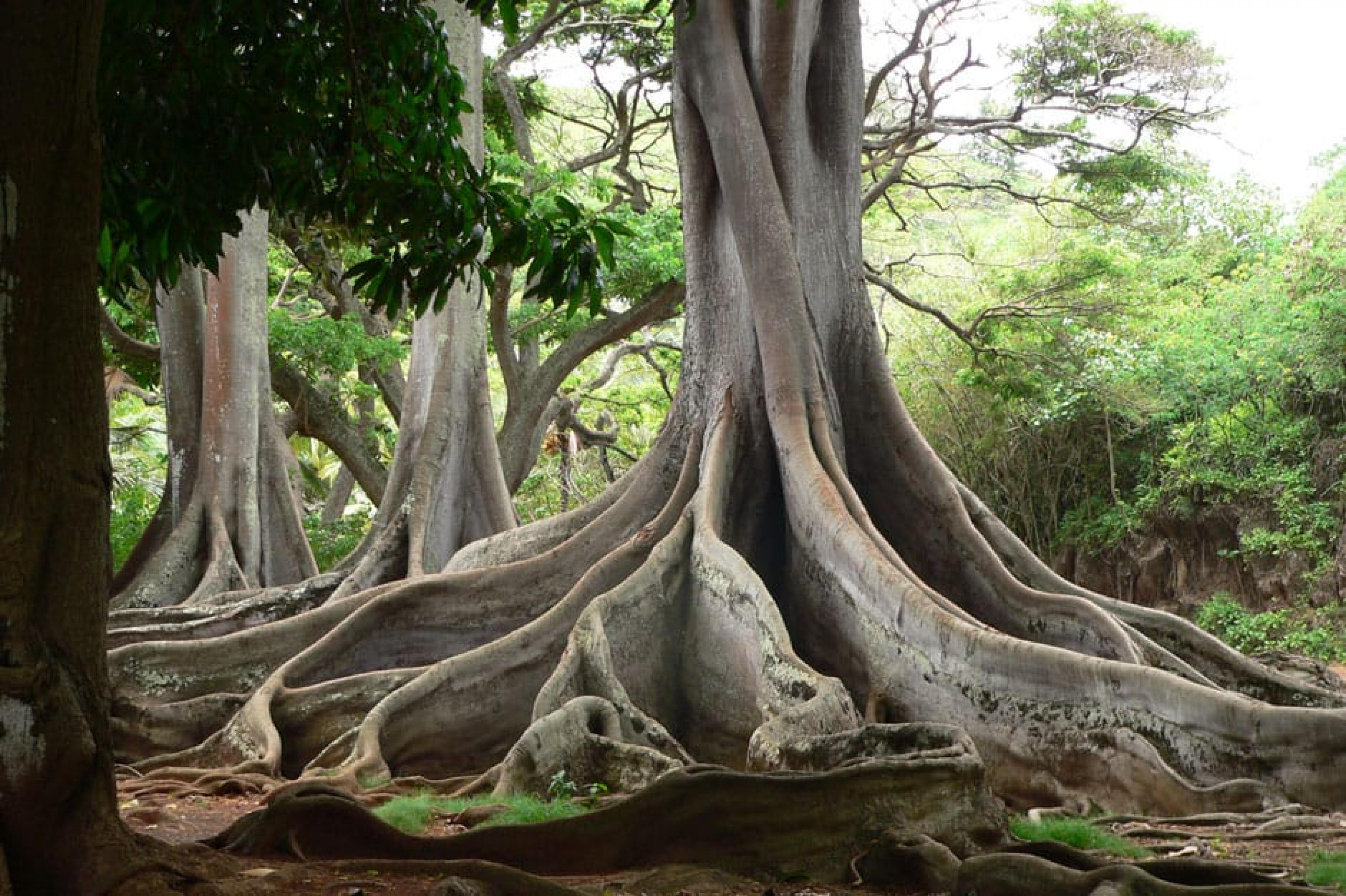 Banyan Tree at Allerton Garden, Kauai, Hawaii
