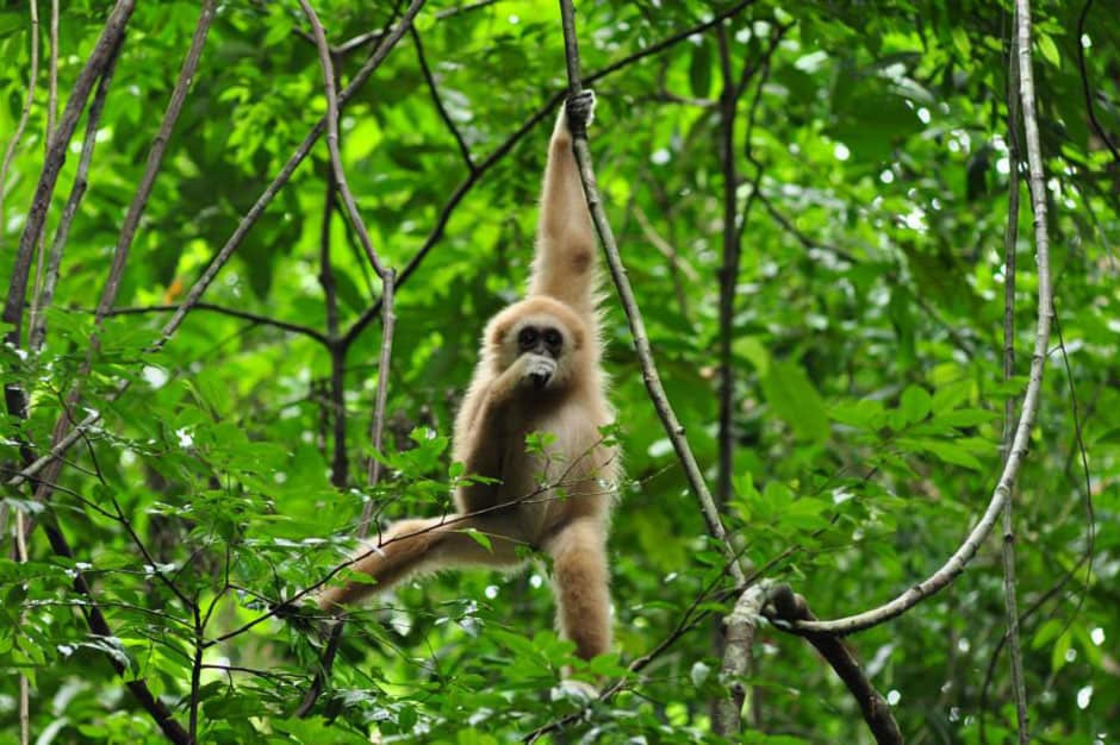 Rain Forest at Gibbon Rehabilitation Project  , Phuket, Thailand