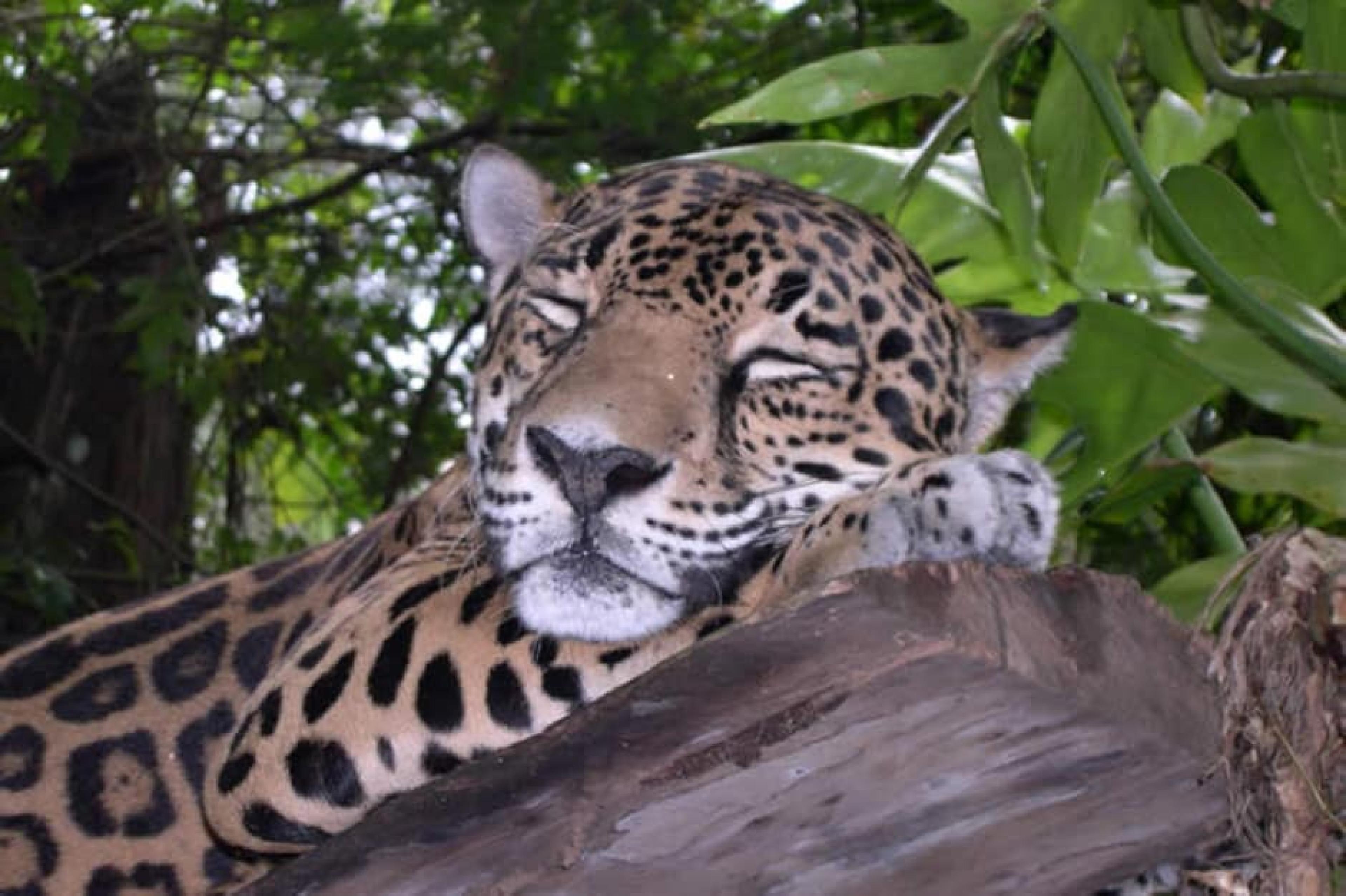 Tiger at Indagare Tour: Cockscomb Basin Wildlife Sanctuary ,  Belize, Belize