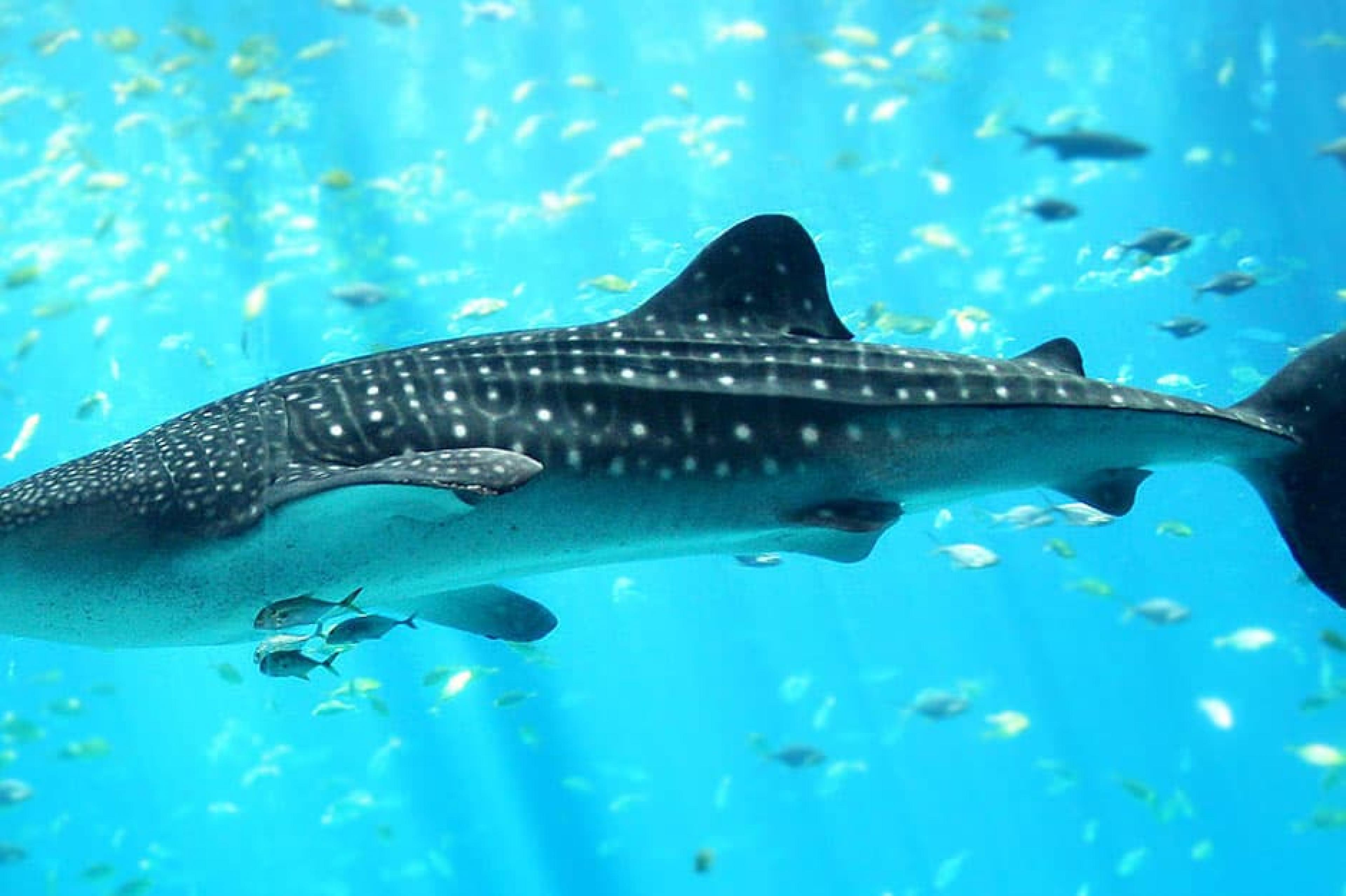 Whale-Shark-Indagare Tours: Swimming with Whale Sharks , Belize, Belize ,Courtesy Zac Wolf