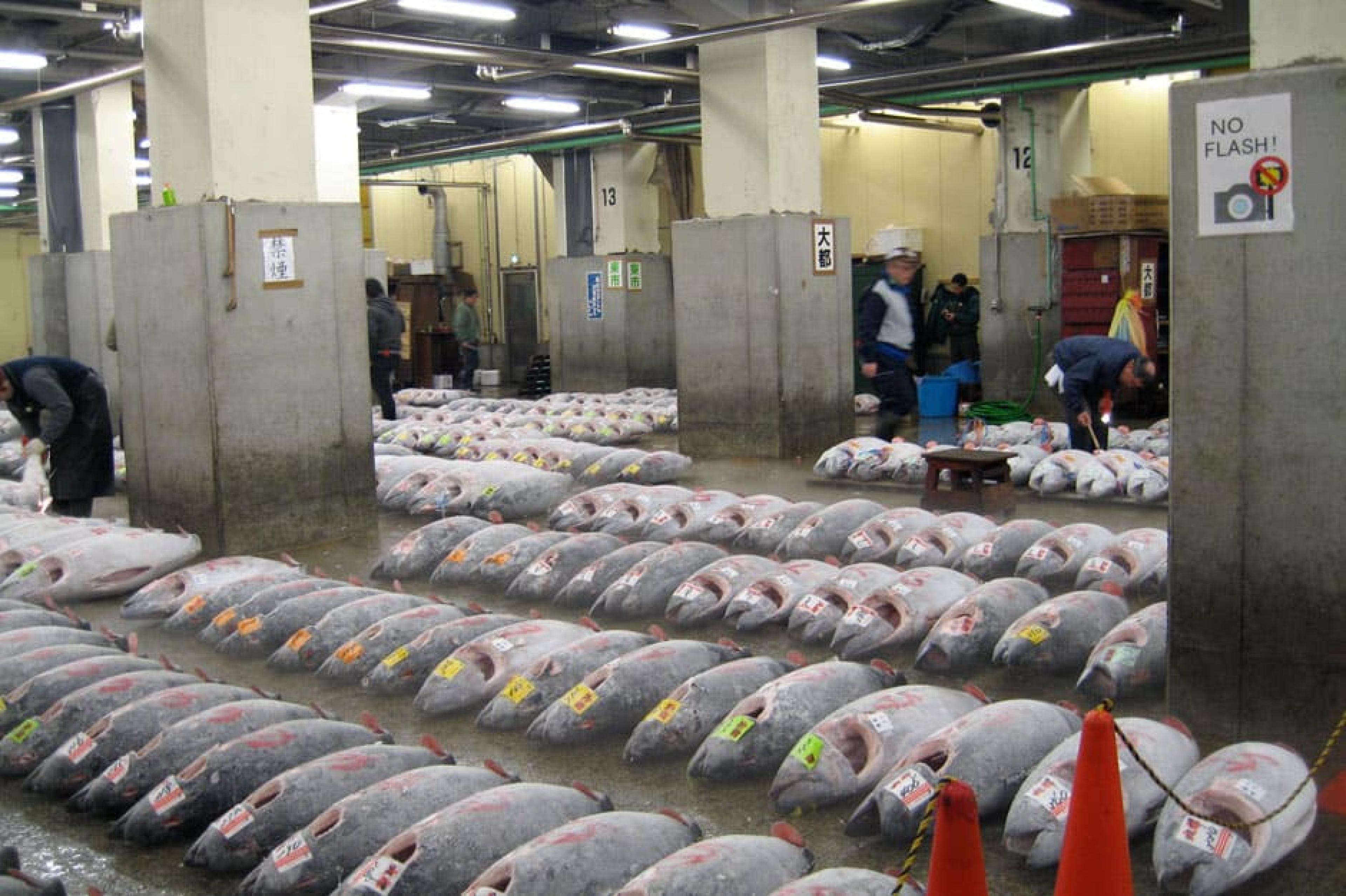 Fish market - Tsukiji Fish Market , Tokyo, Japan