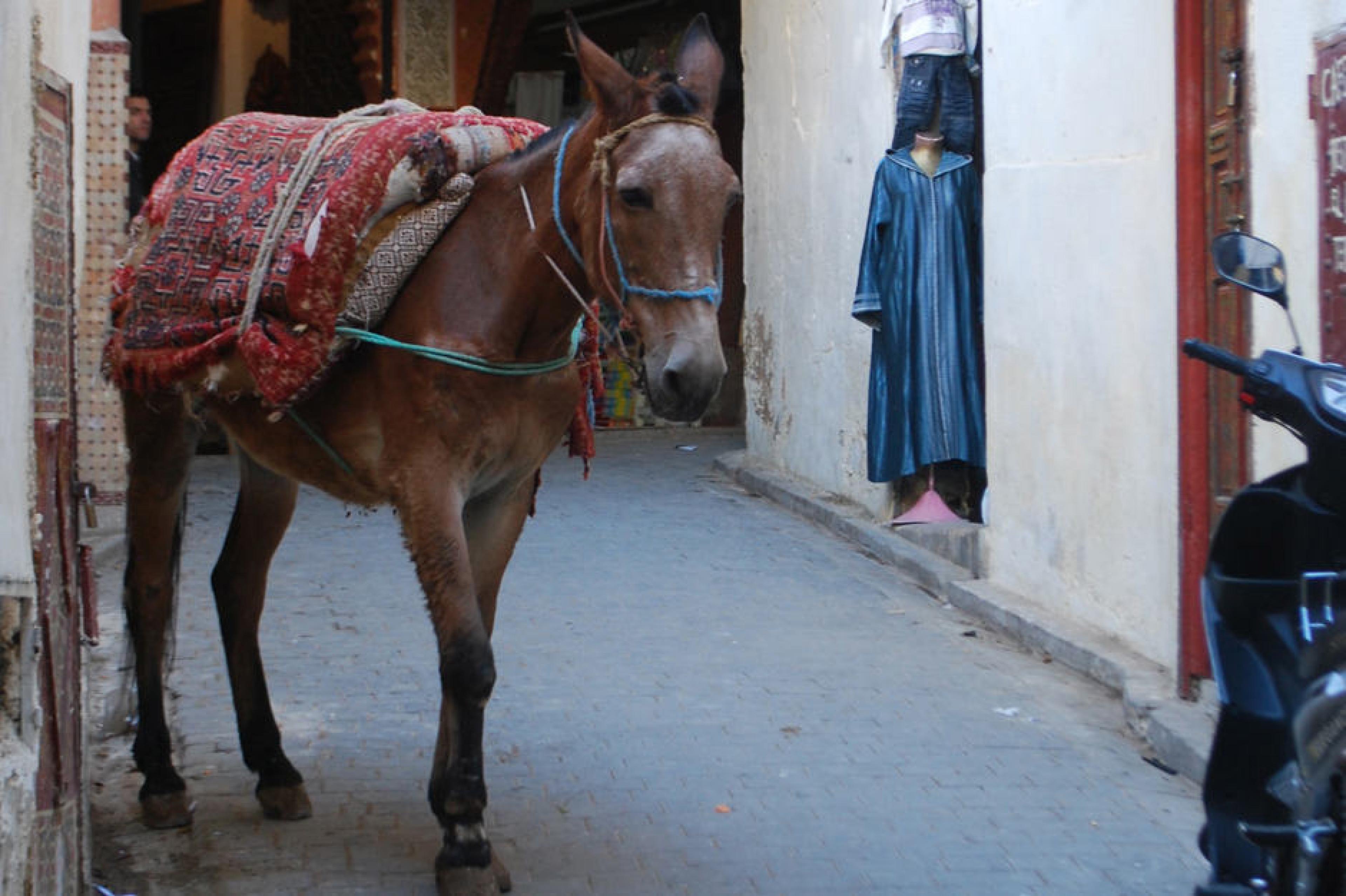 Horse at - Indagare Tour: Medina Exploration,Fez, Morocco