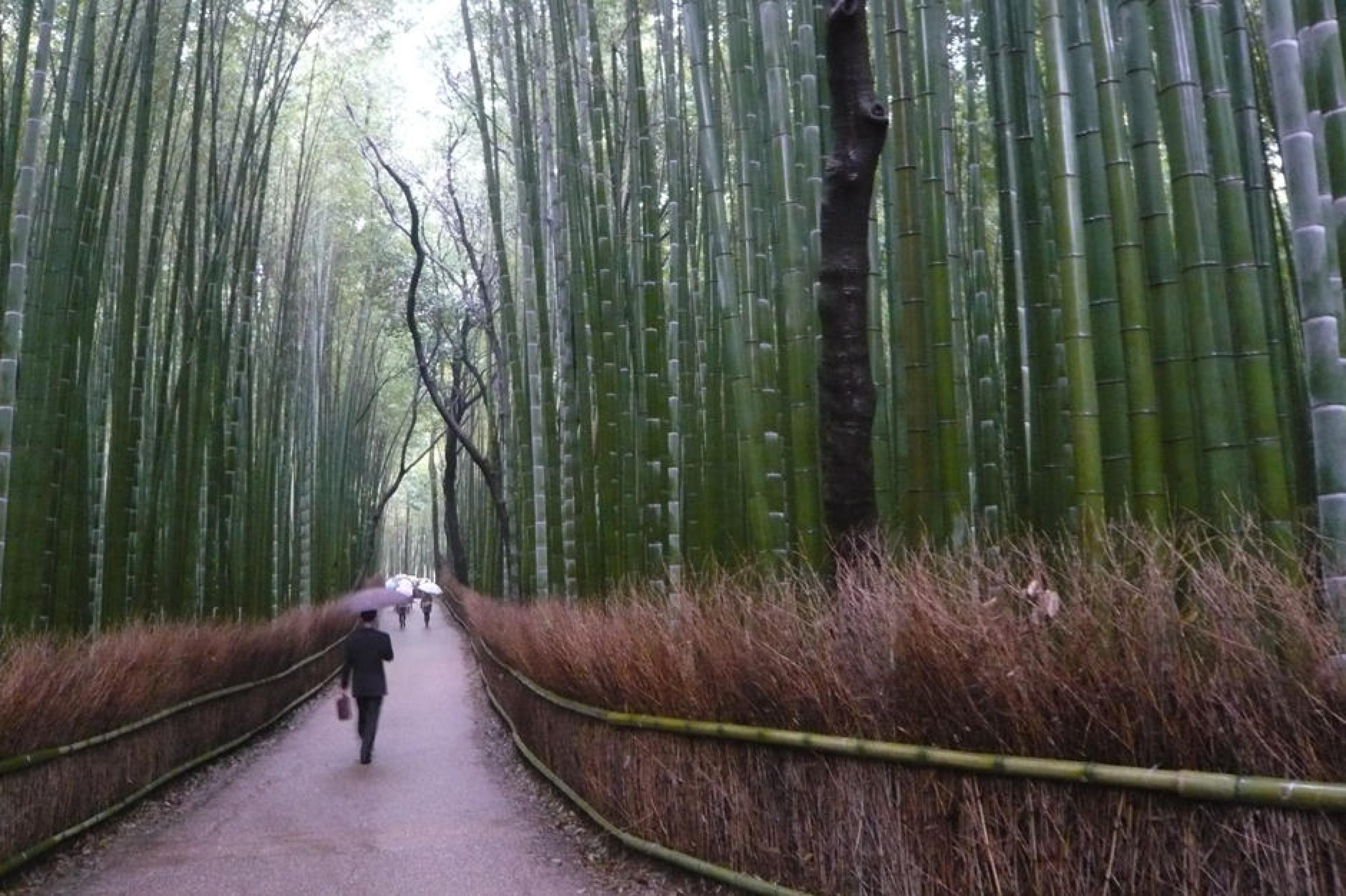 Walkway in bamboo grooves at Arashiyama Area, Kyoto, Japan