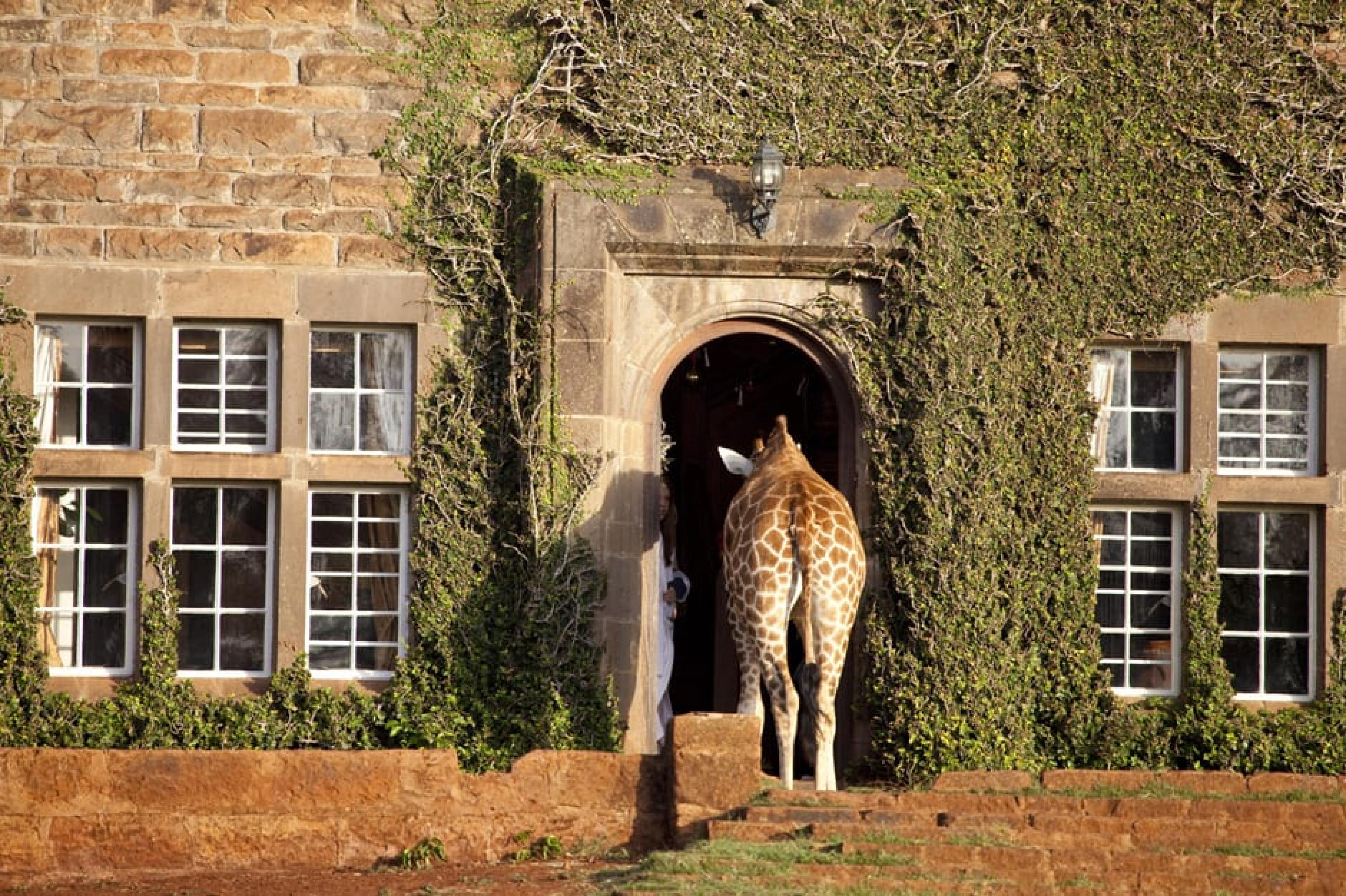 Zebra at Giraffe Manor, Kenya