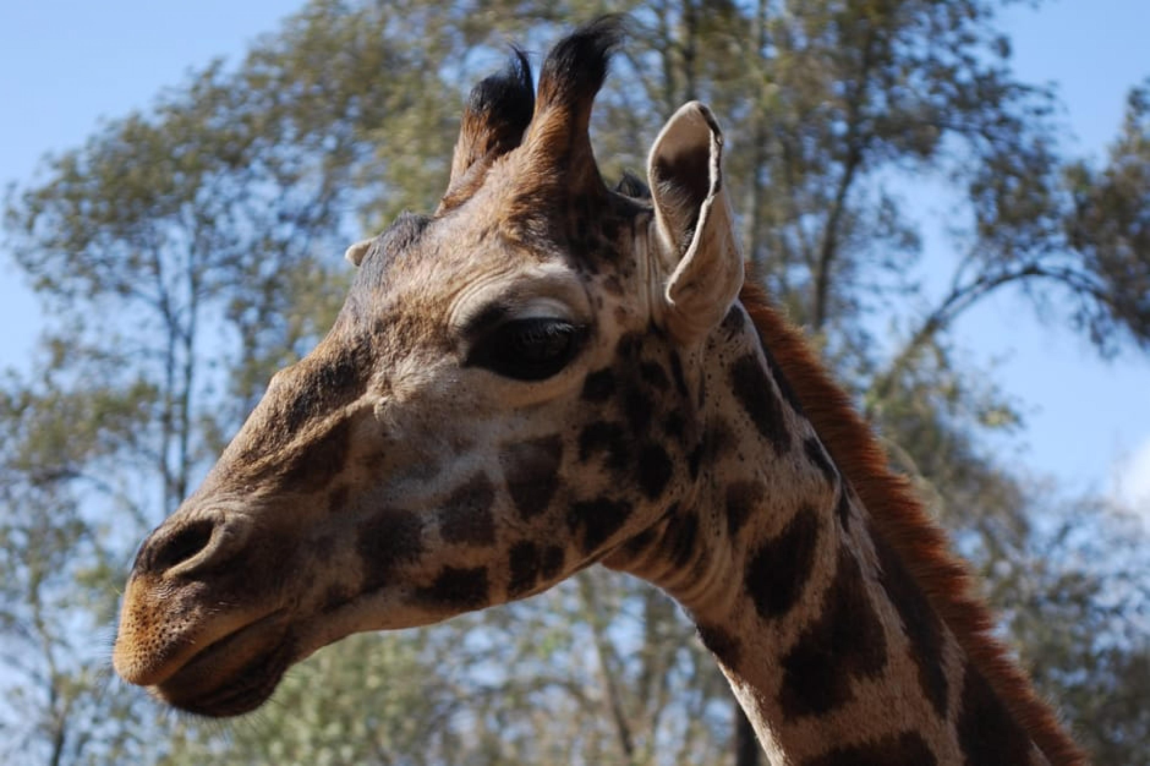 Girafe at Giraffe Centre,Kenya, Kenya