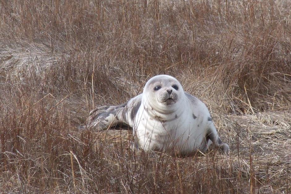 Felix Neck Wildlife Sanctuary