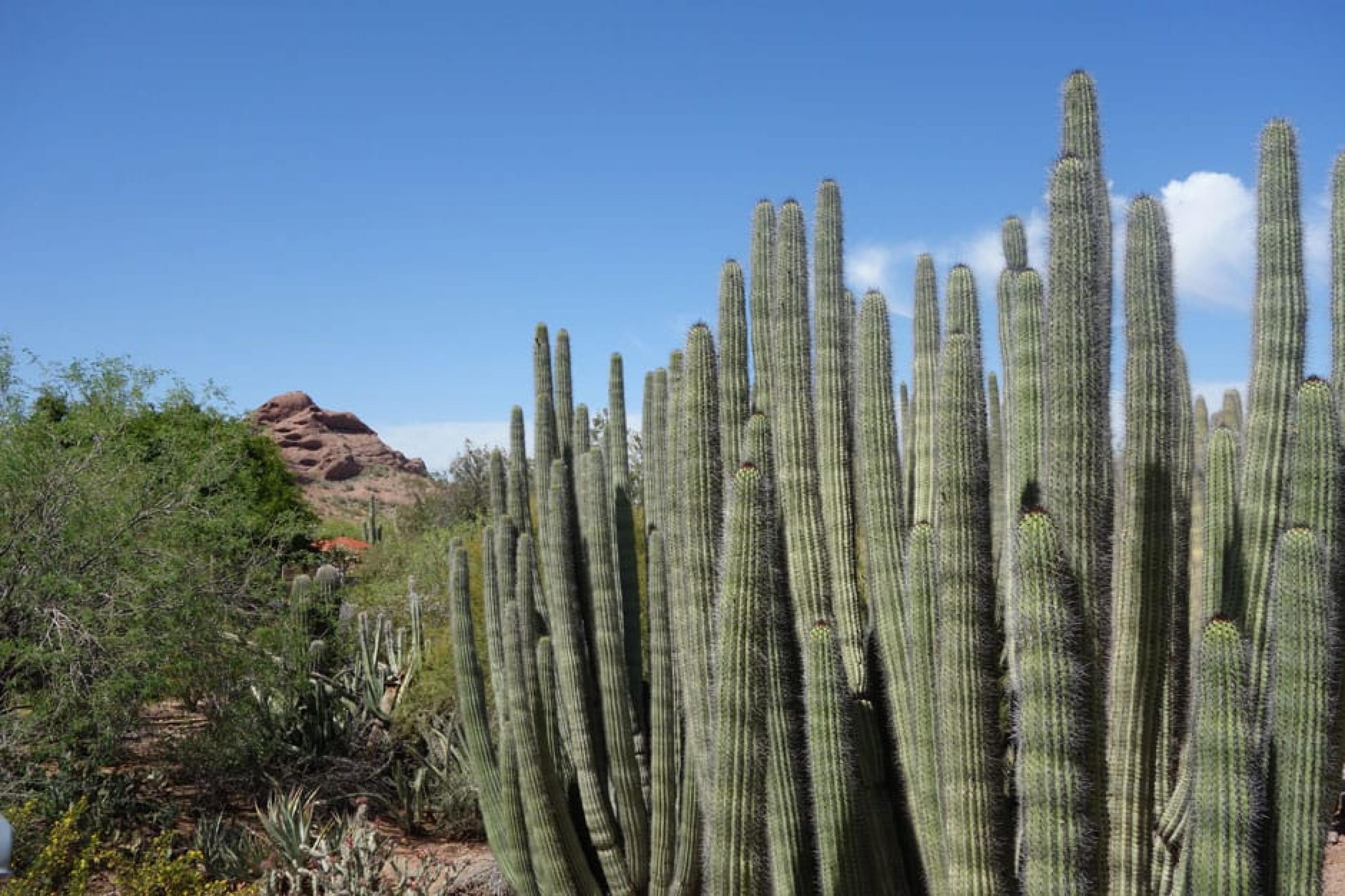 Coapse at Desert Botanical Garden,Arizona, American West