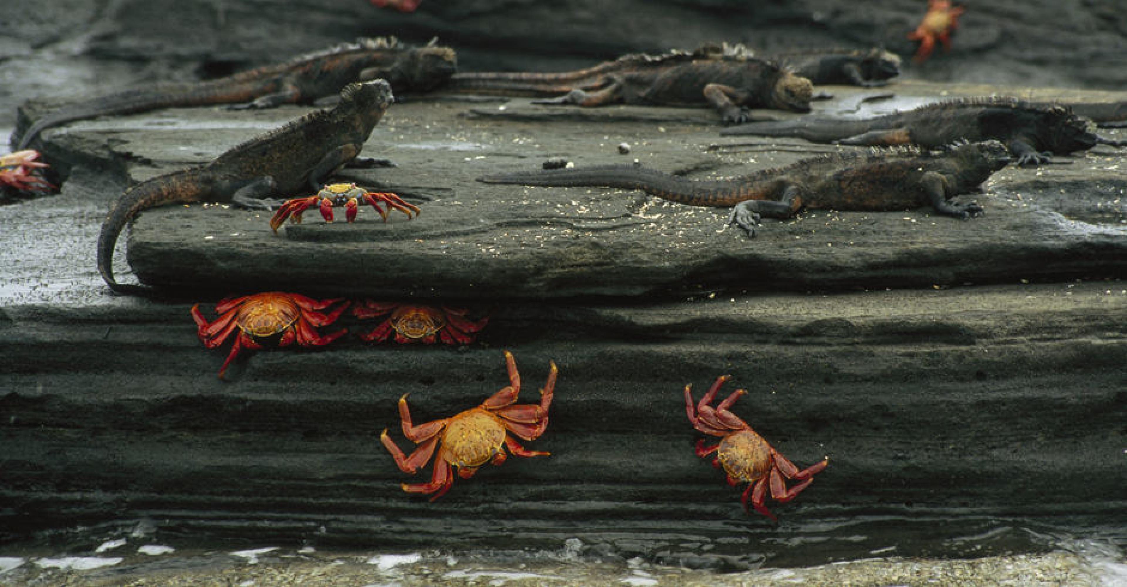 Galapagos Islands, Ecuador. Marine iguanas and Sally Lightfoot crabs scampering over coastal rock.