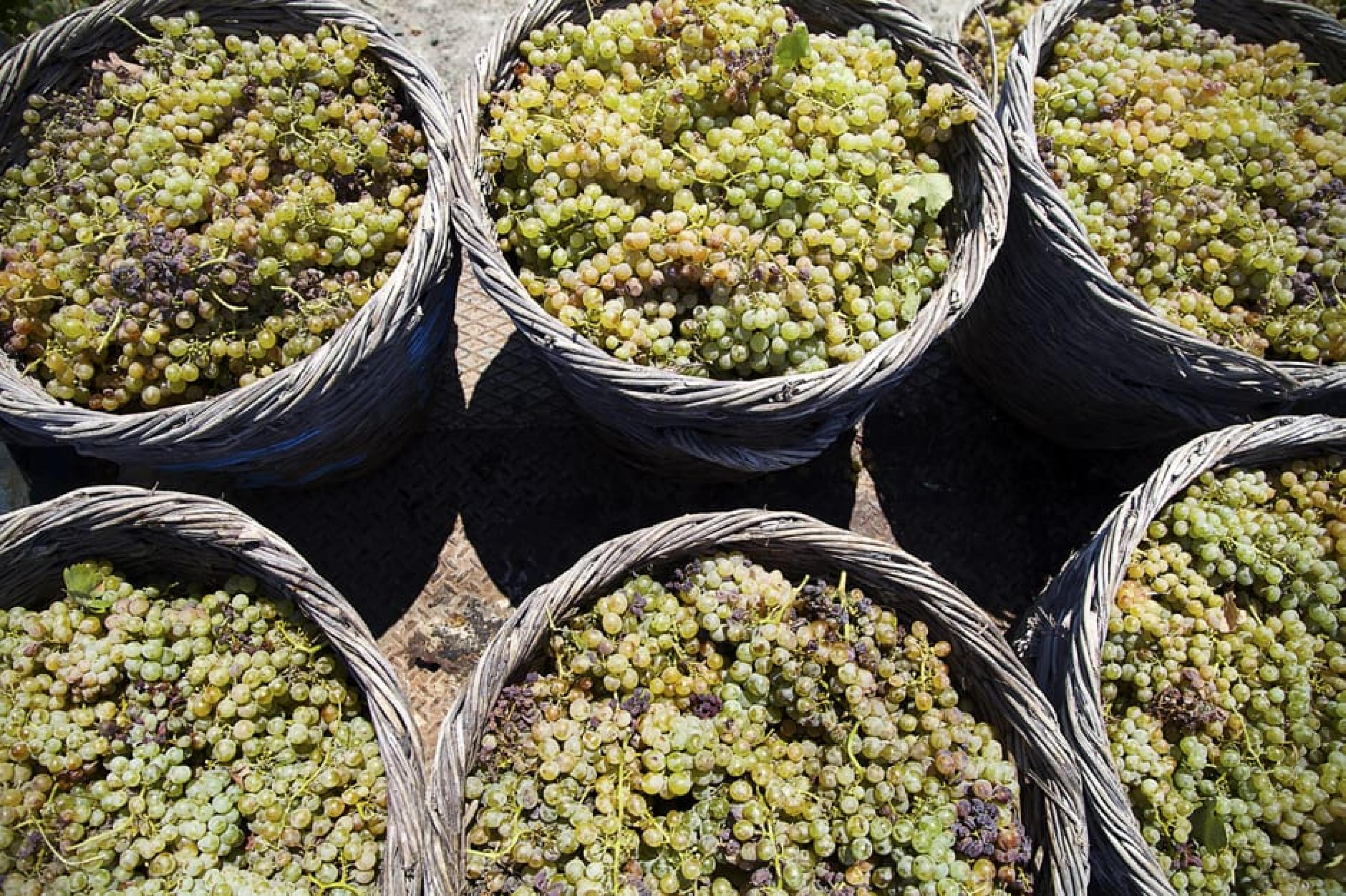 Grapes At Winery Tour,Santorini, Greece - 

Courtesy Domaine Siglas