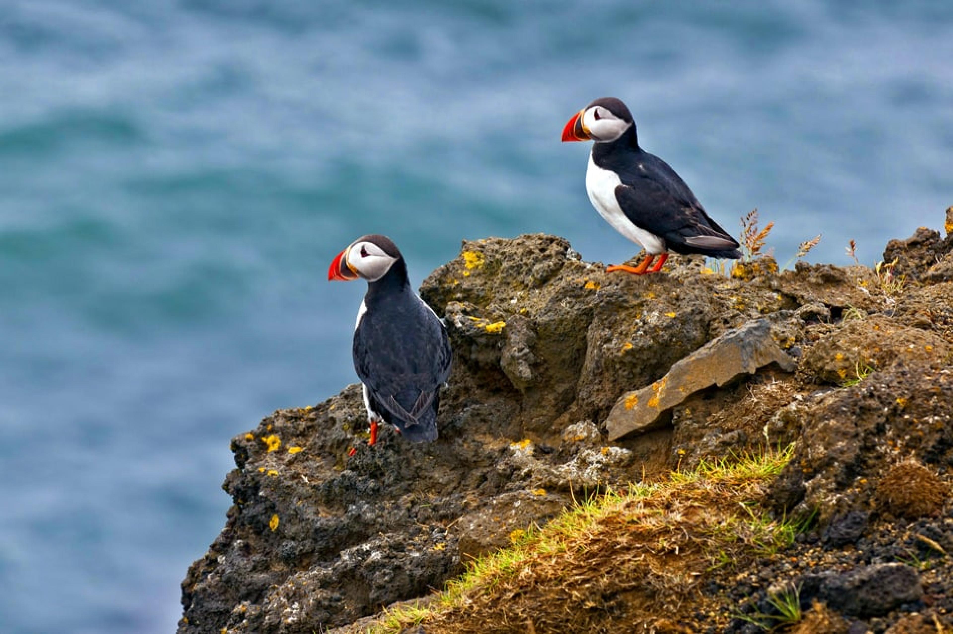 Aerial View - Indagare Tours: Puffins Tour,Iceland, Iceland - Courtesy of the Official Gateway to Ireland
