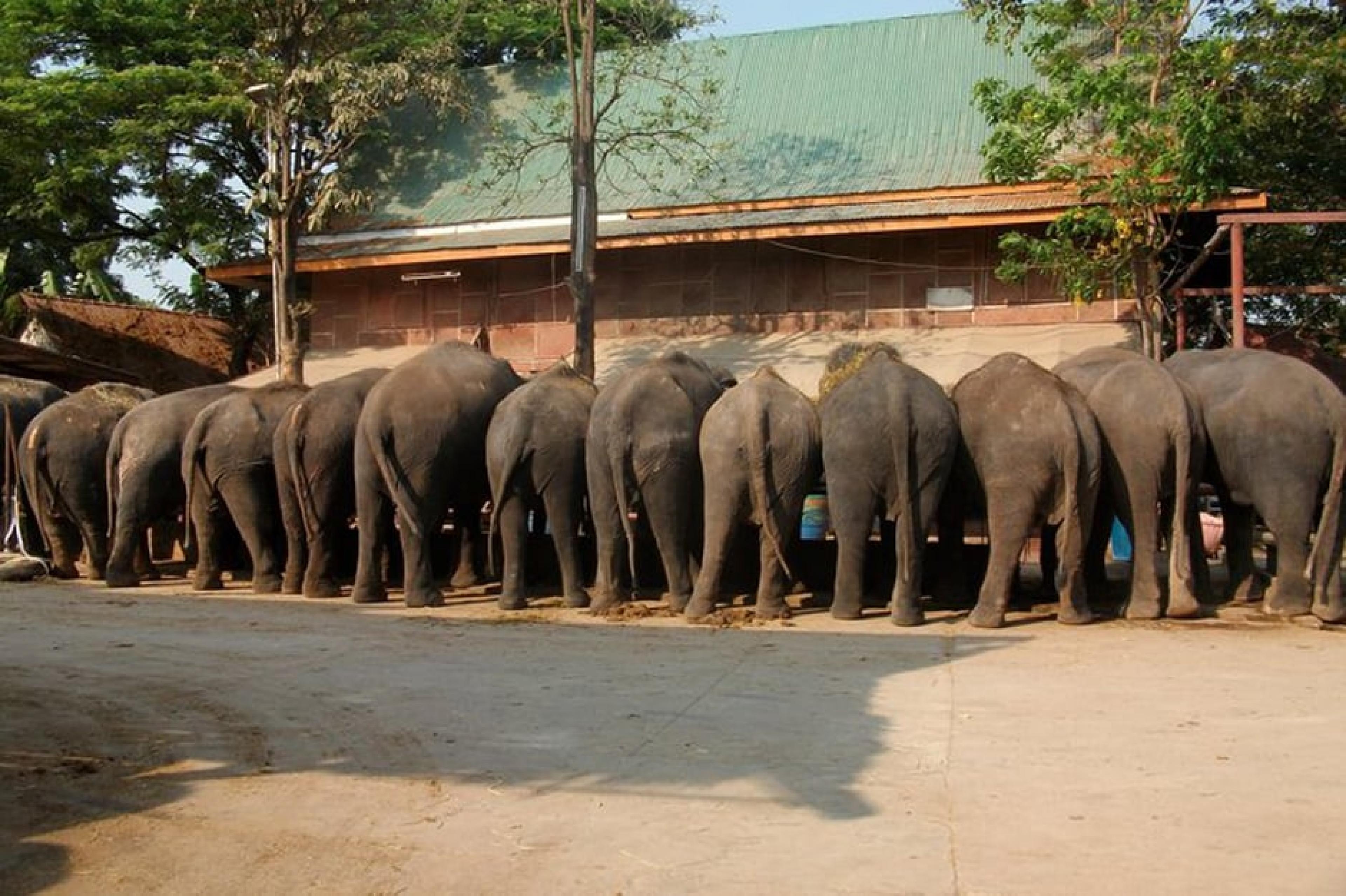 Elephant - Giving Back: Elephantstay,Bangkok, Thailand