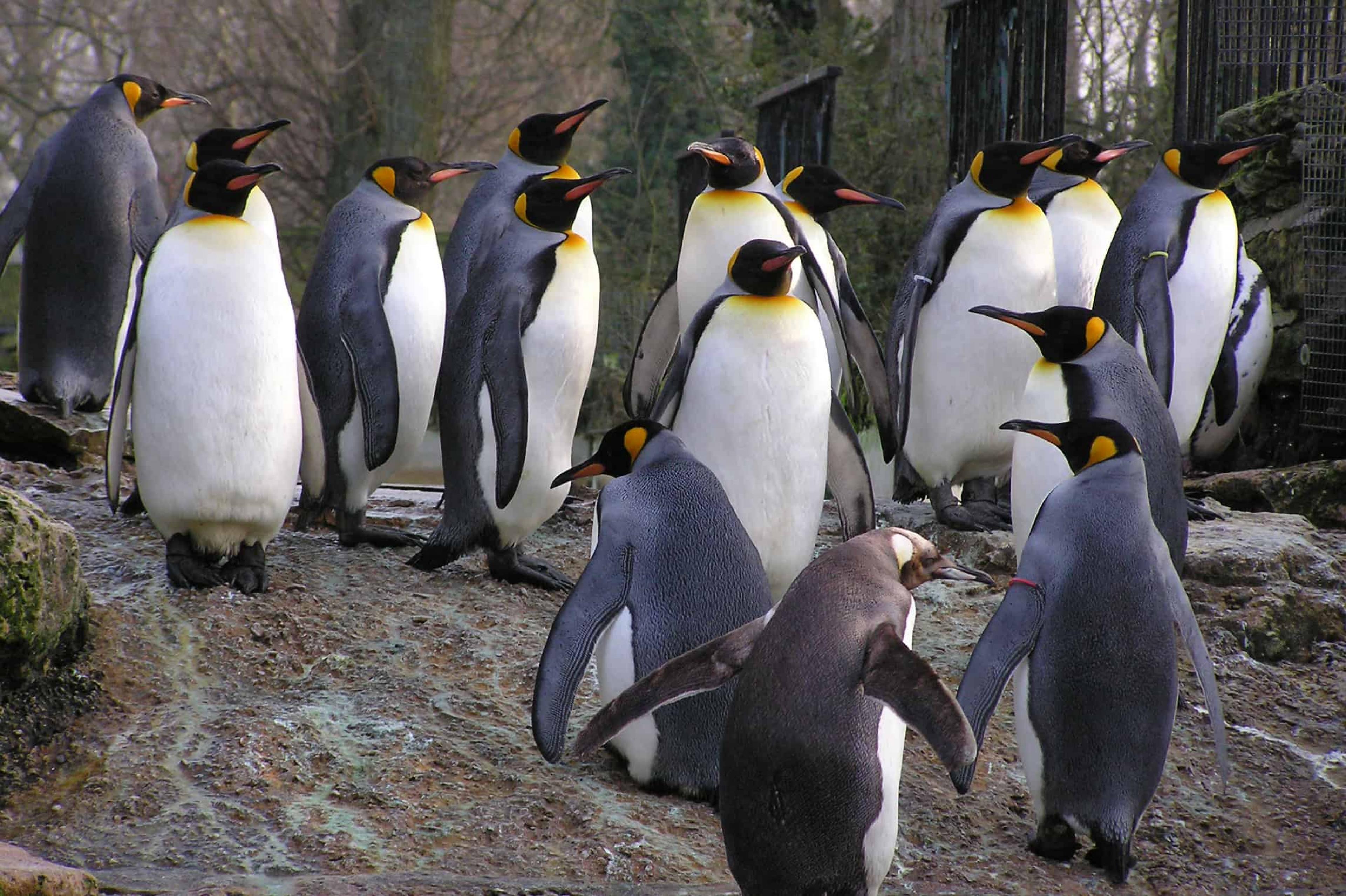 Penguins At Birdland Park and Gradens,Cotswolds, England - Courtesy of Birdland