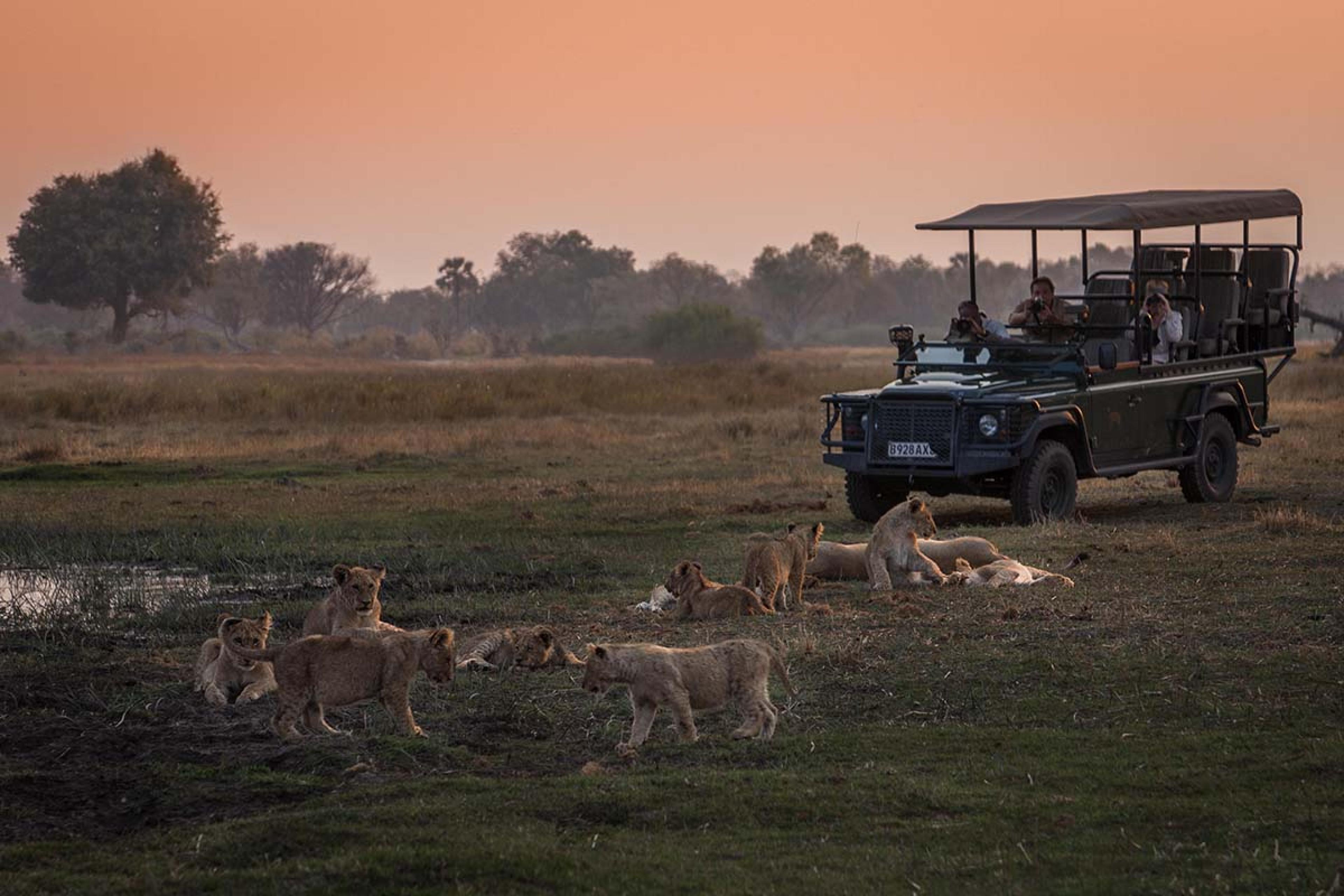 safari jeep at sunset