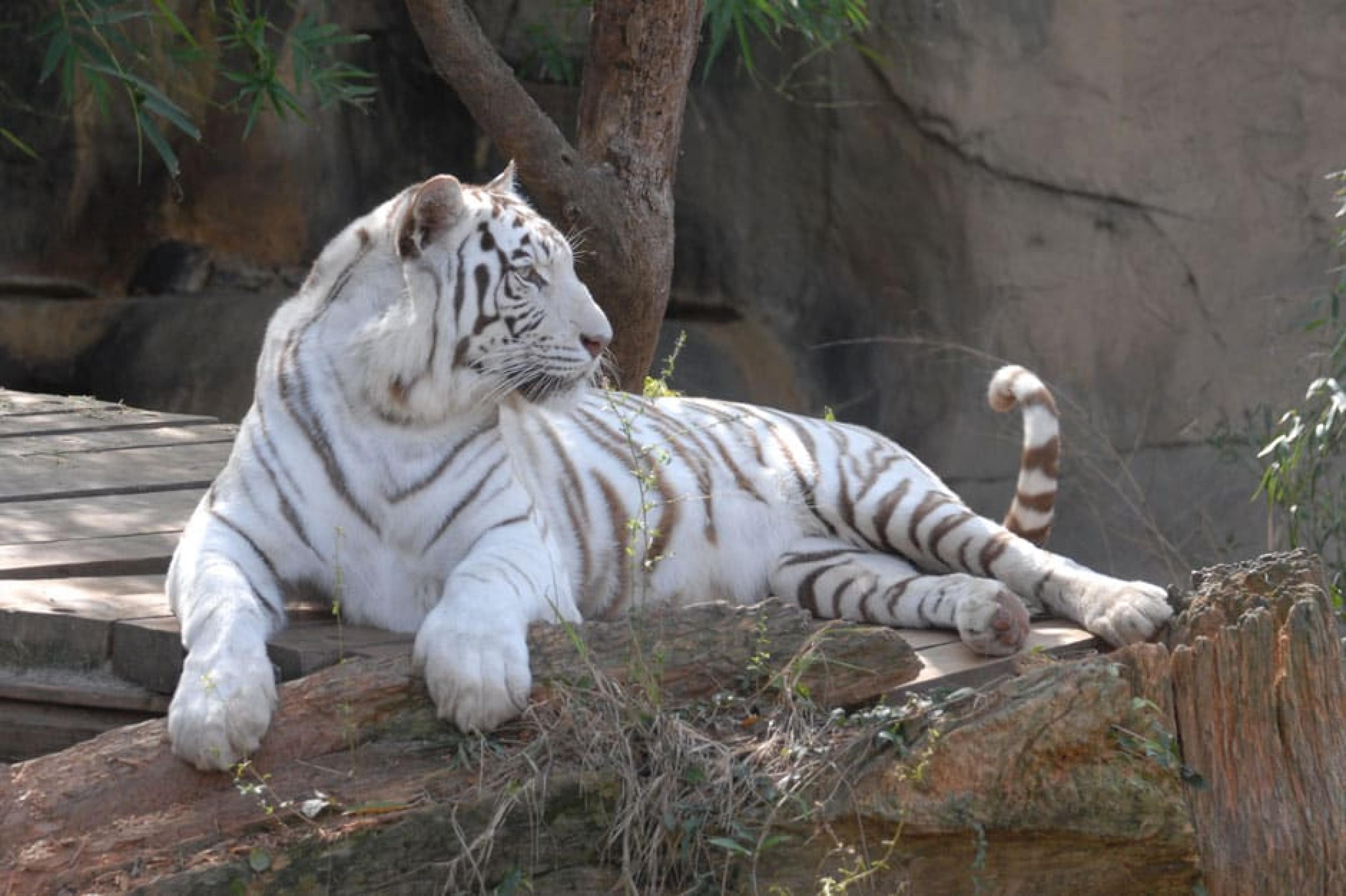 Tiger - Audubon Zoo, New Orleans, American South