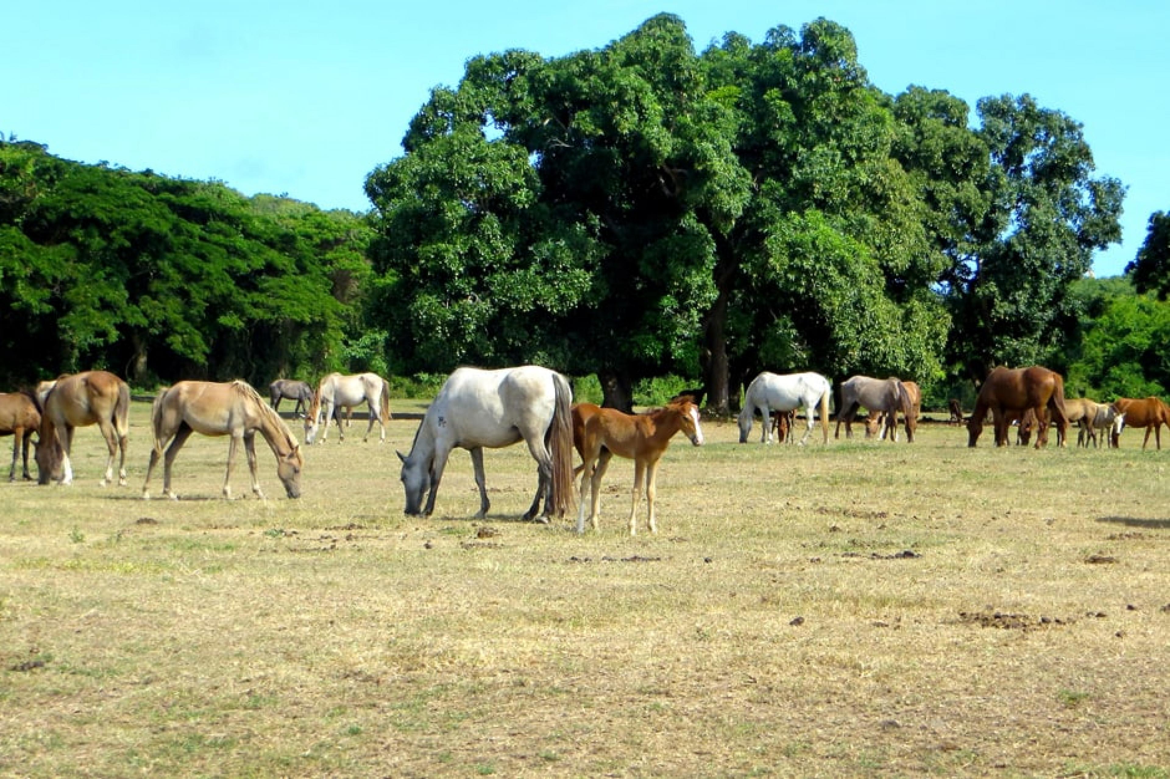Aerial View - Indagare Tours: Horseback Riding,Vieques, Caribbean