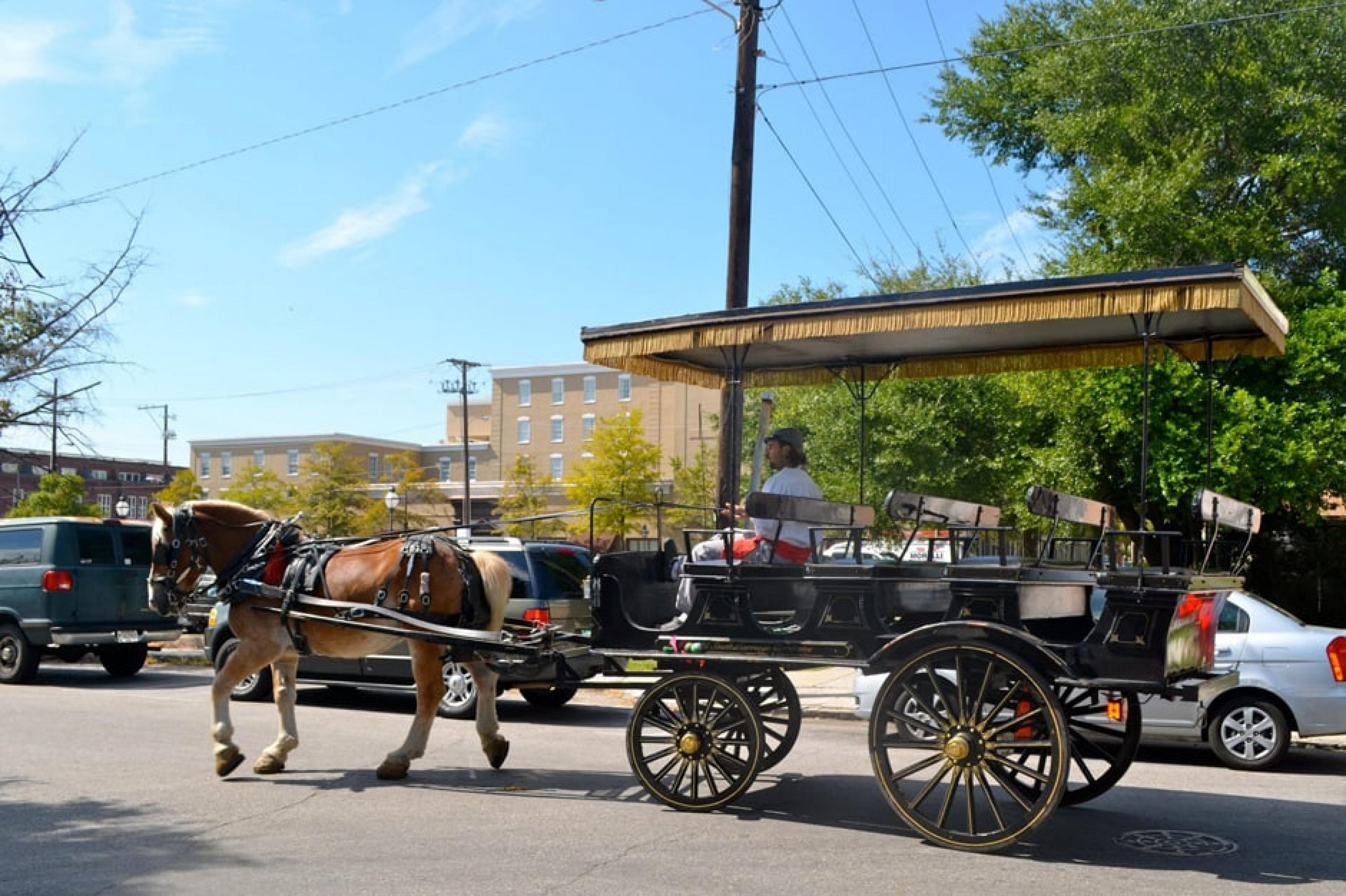 Horse Cart at Indagare Tours: Carriage Tours , Charleston, American South