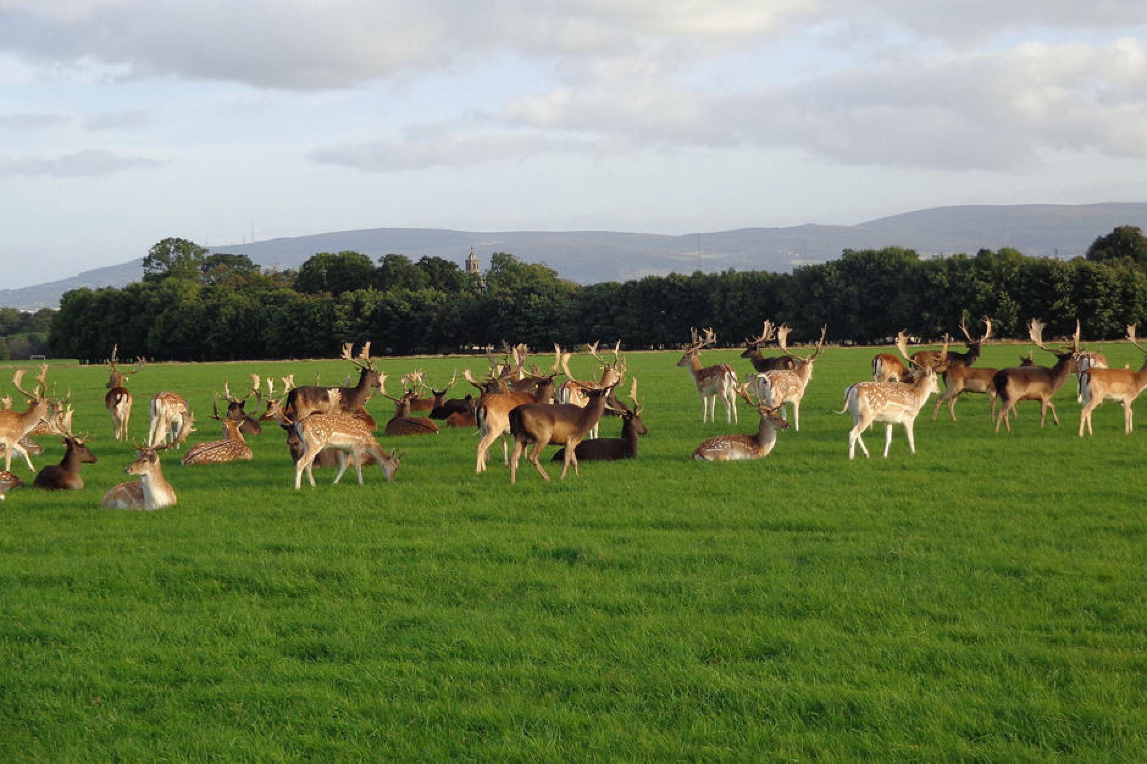 Deer at Phoenix Park , Dublin, Ireland
