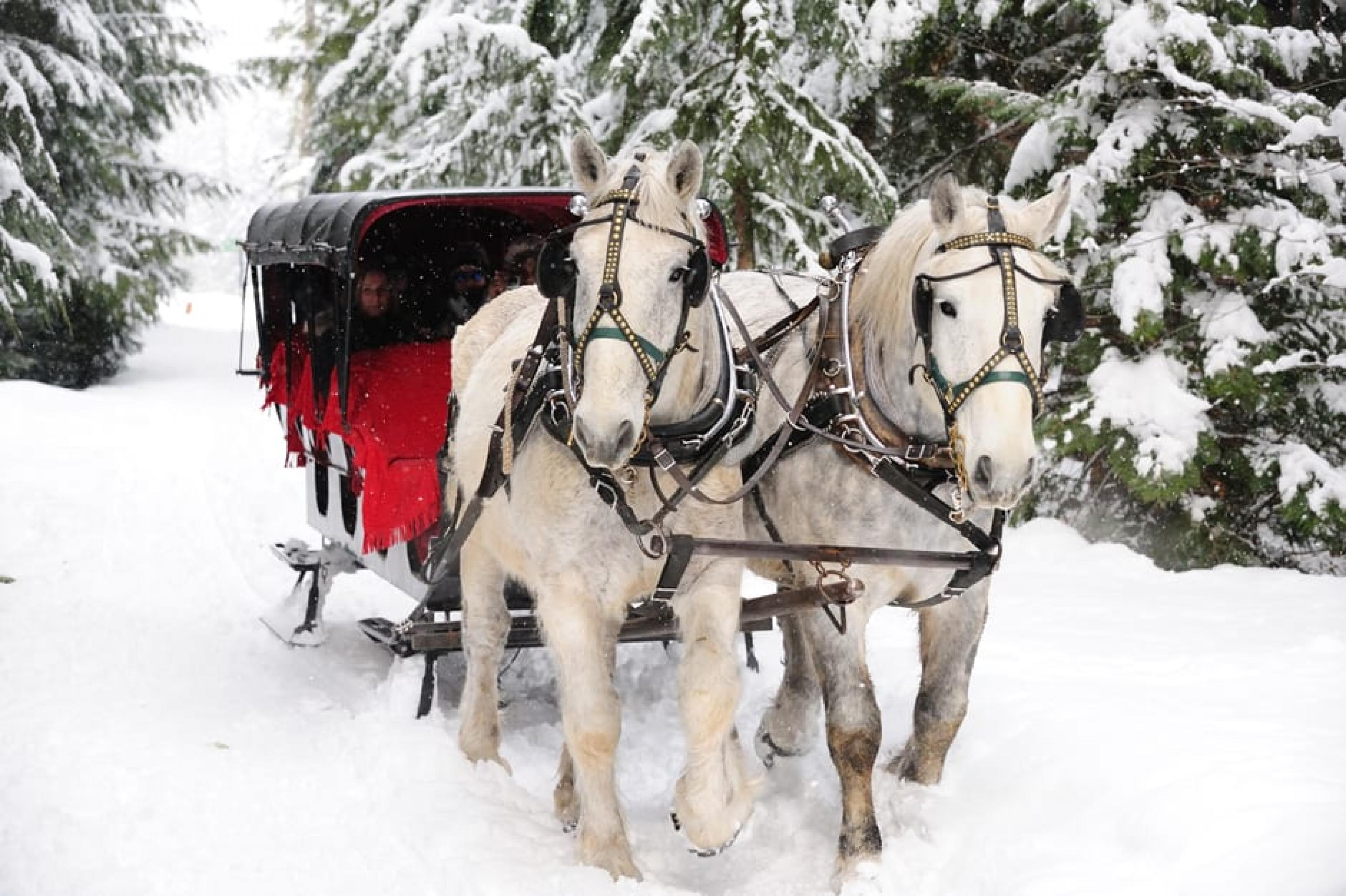Horse cart at Sleigh Riding, Whistler, Canada - Courtesy Tourism Whistler, Steve Rogers