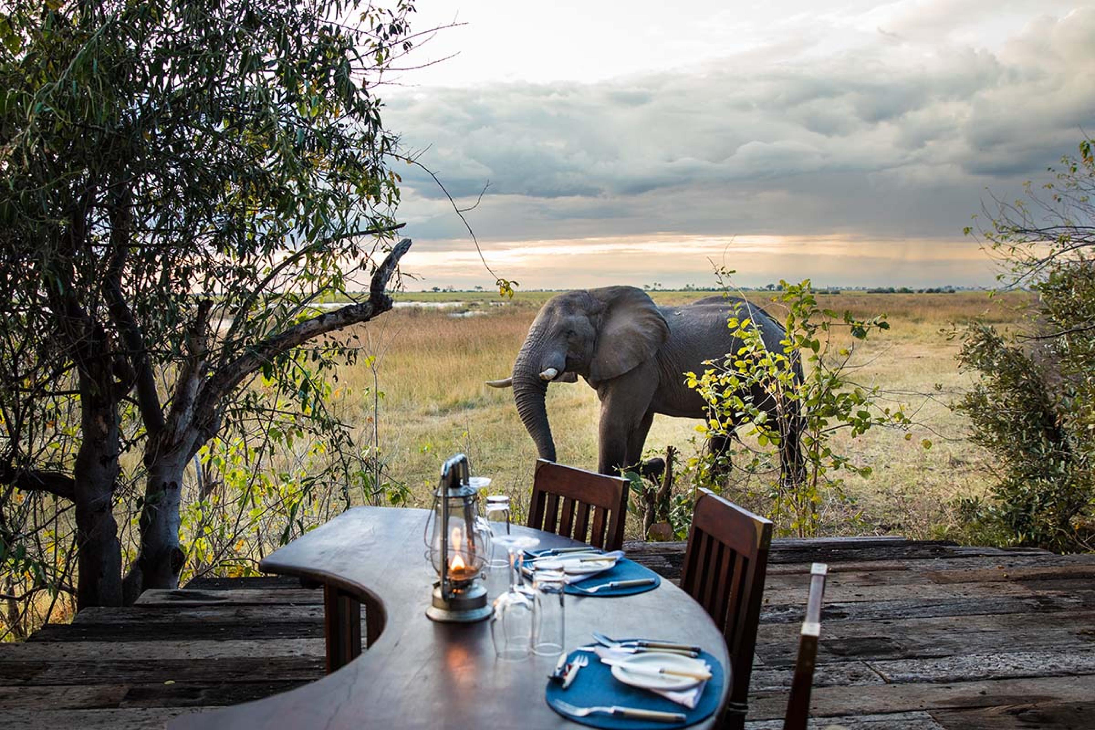 curved dining table on a patio by safari plains with an elephant 
