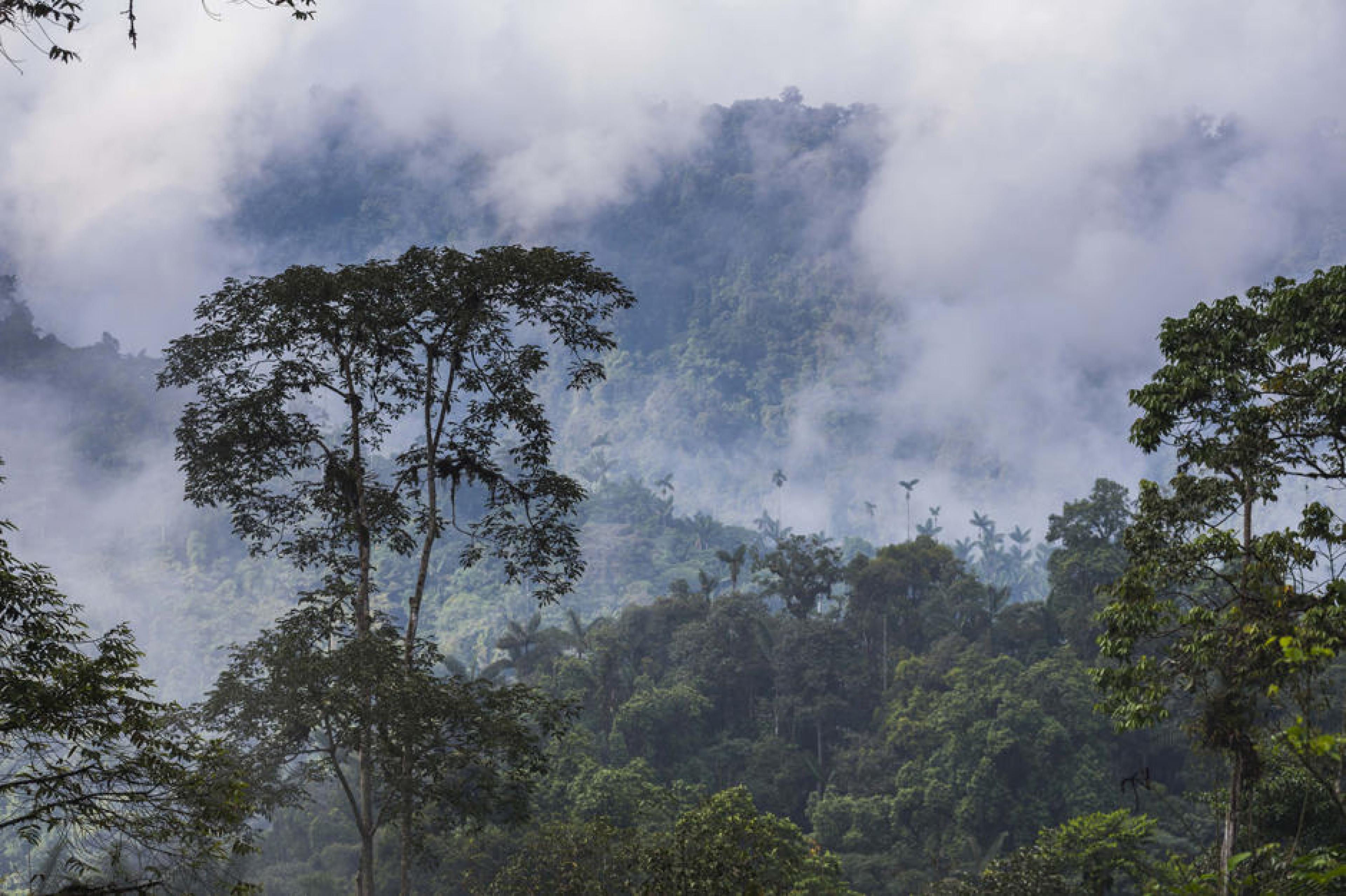 Forest View - Cloud Forest ,  Ecuador - Courtesy Matthew Williams-Ellis