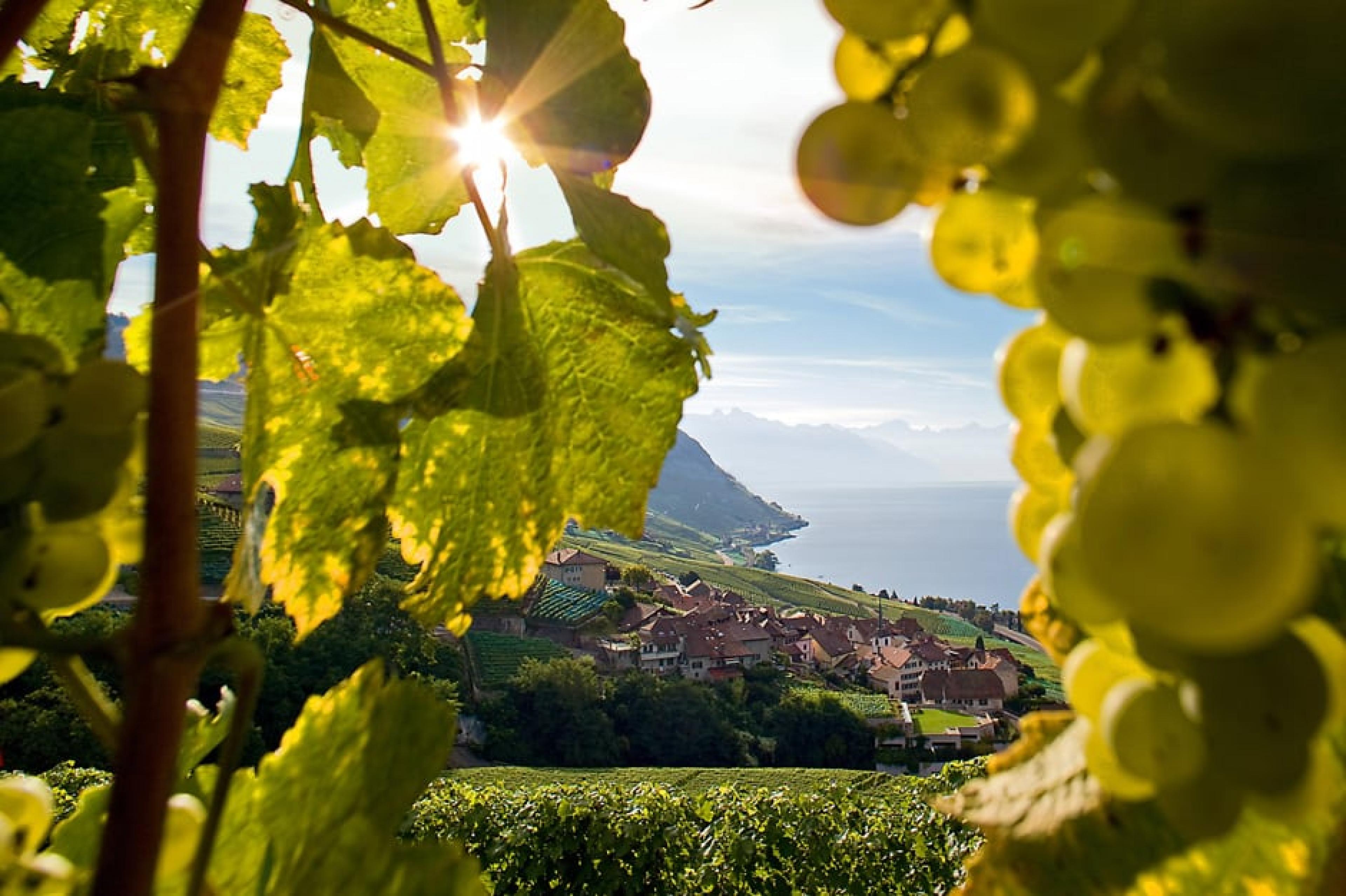 Field at Wine Tasting , Geneva, Switzerland - Courtesy Switzerland Tourism, Marcus Gyger