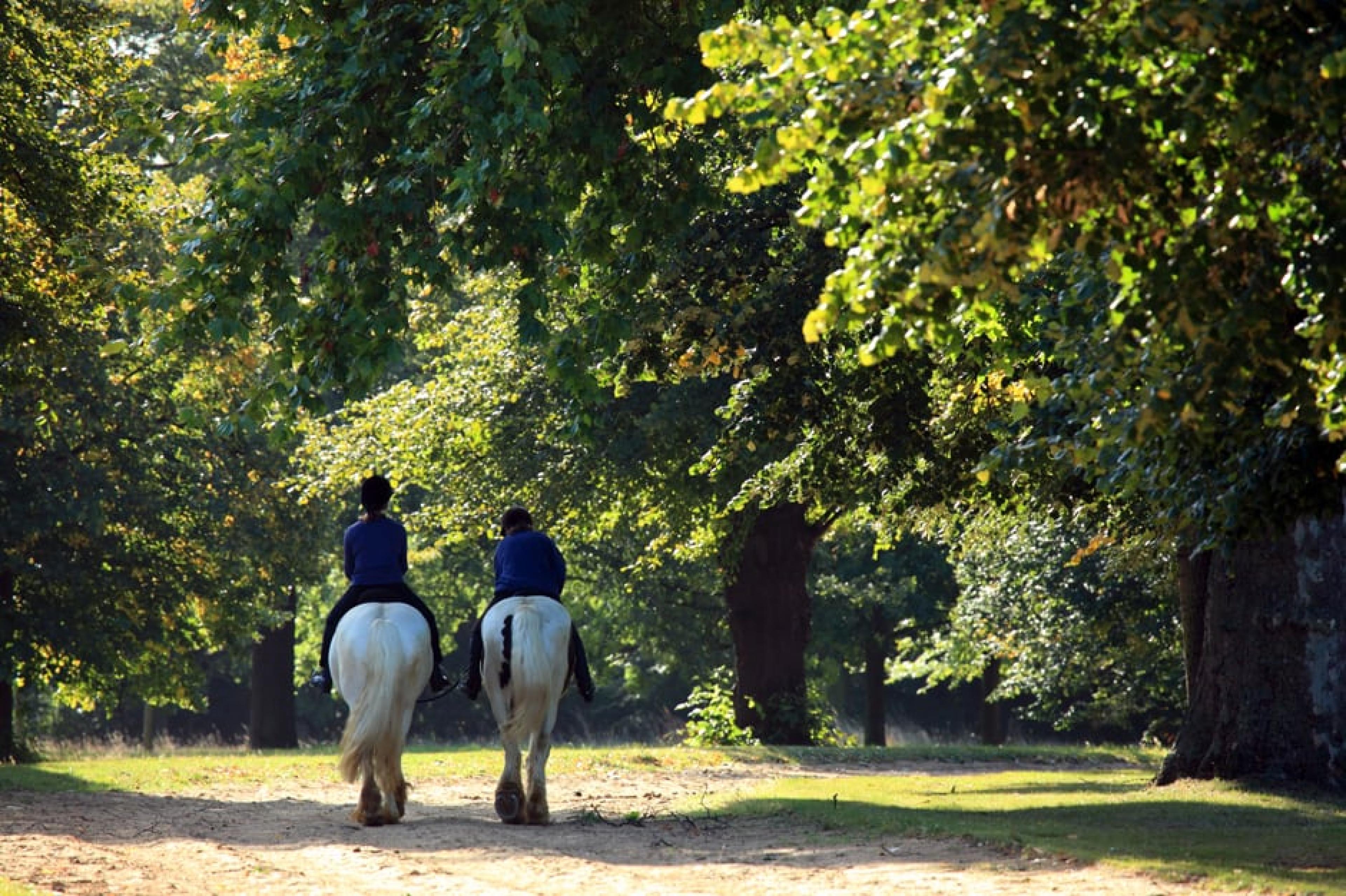 Horse Riders at Hyde Park Stables, London, England