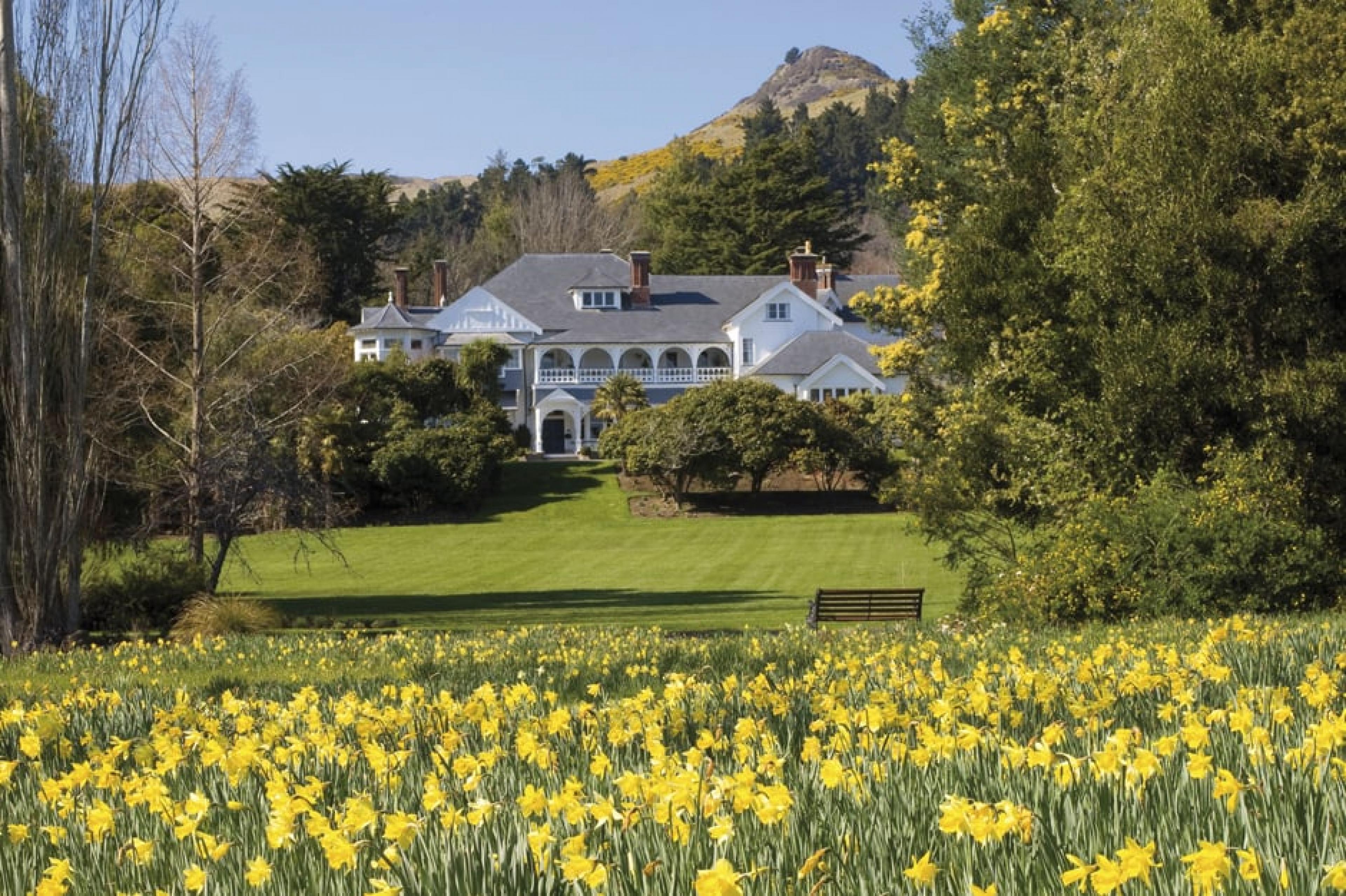 Daffodils at Otahuna Lodge, South Island, New Zealand