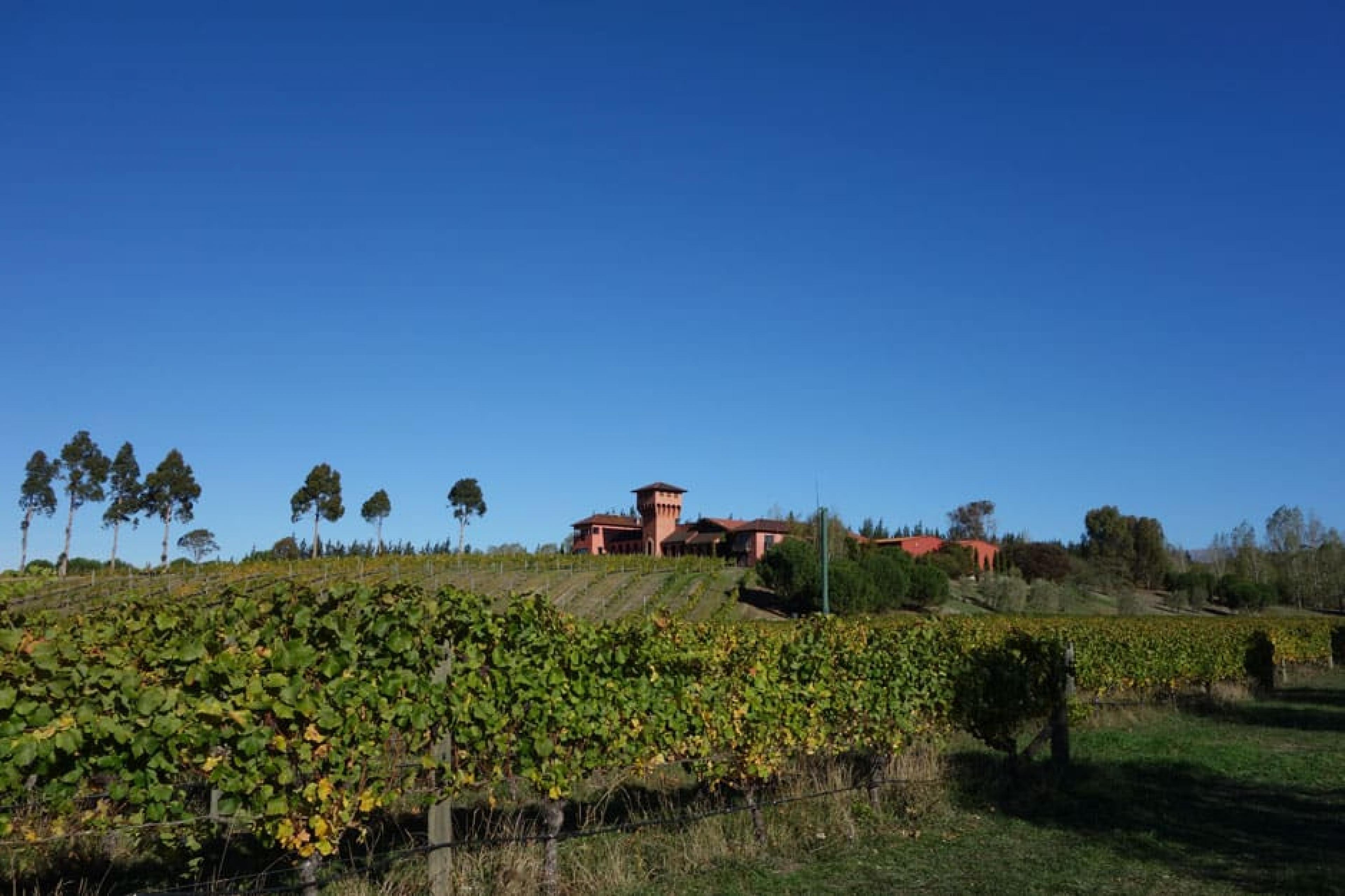 Fields at Marlborough Winery Tour , South Island, New Zealand