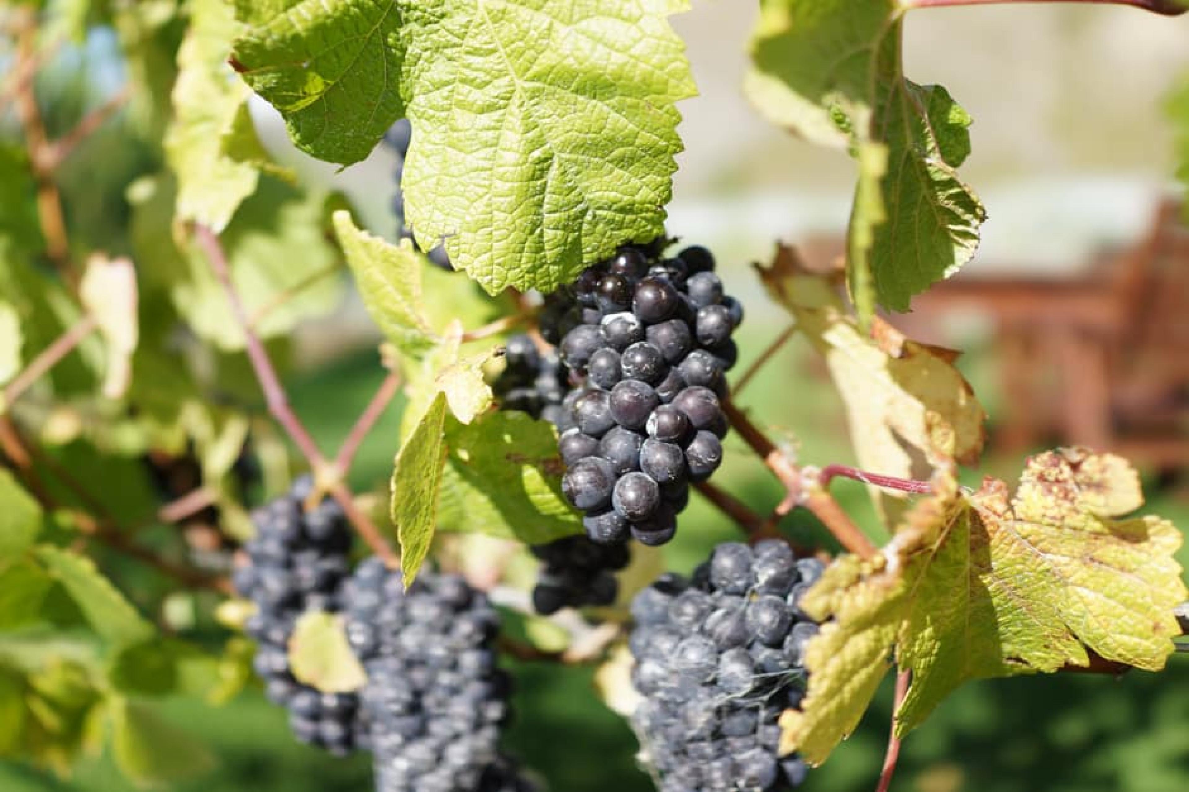Grapes at Gibbston Wine Region, Queenstown, New Zealand