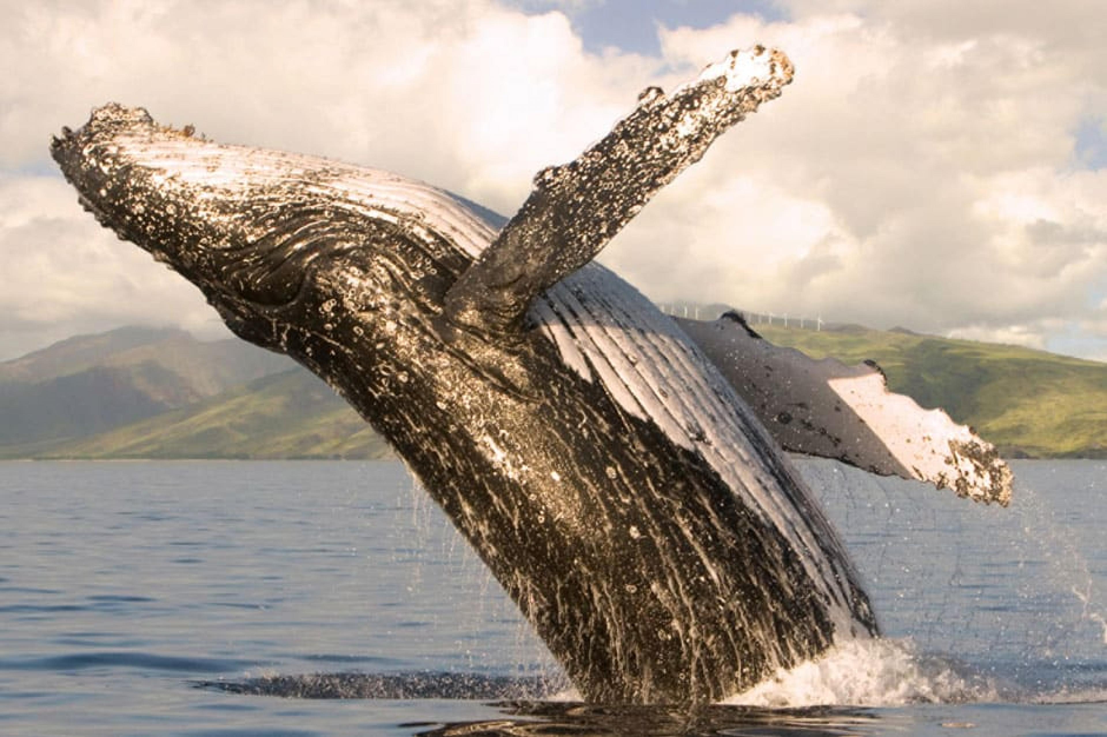 Whale - Whale Watching, Hawaii: Maui, Hawaii - Courtesy Four Seasons Maui