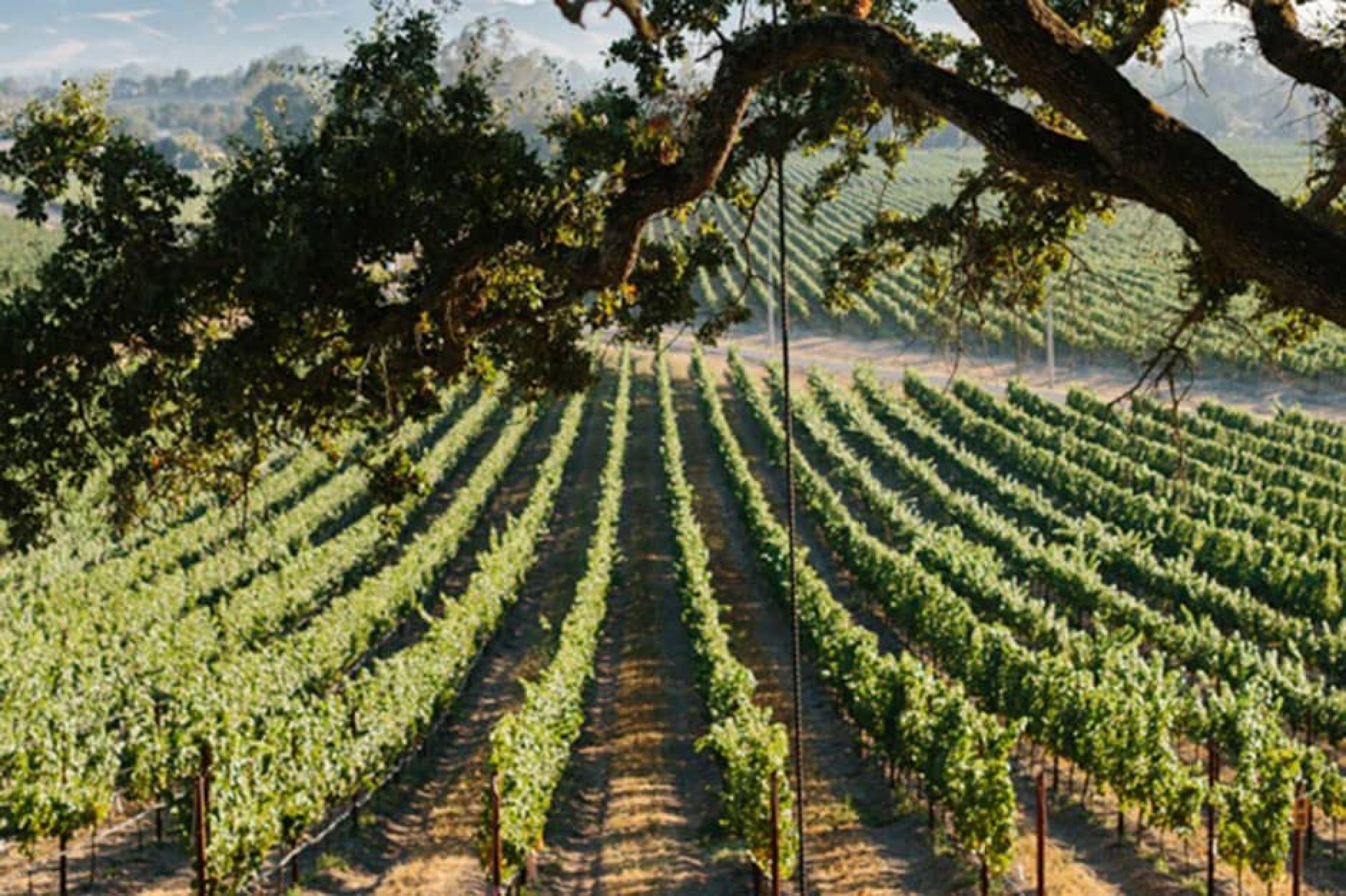 Fields at Scribe Winery, Sonoma, California - Courtesy Allan Zepeda