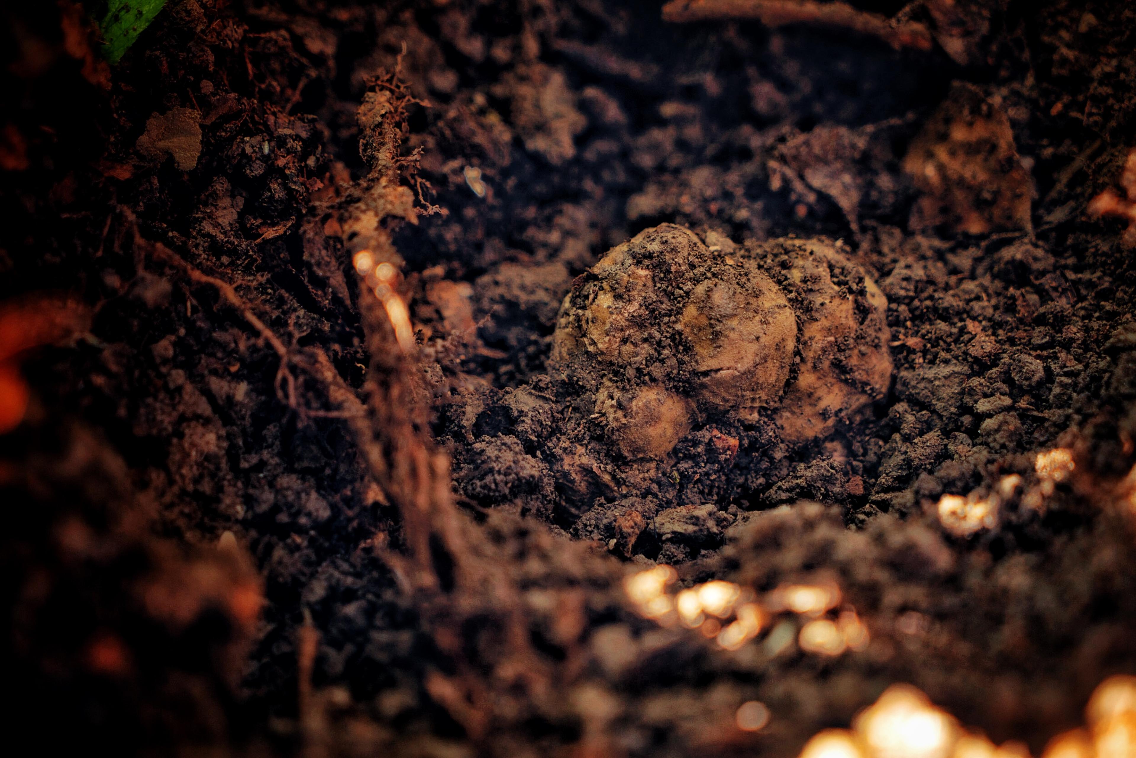 brown truffles in the dirt