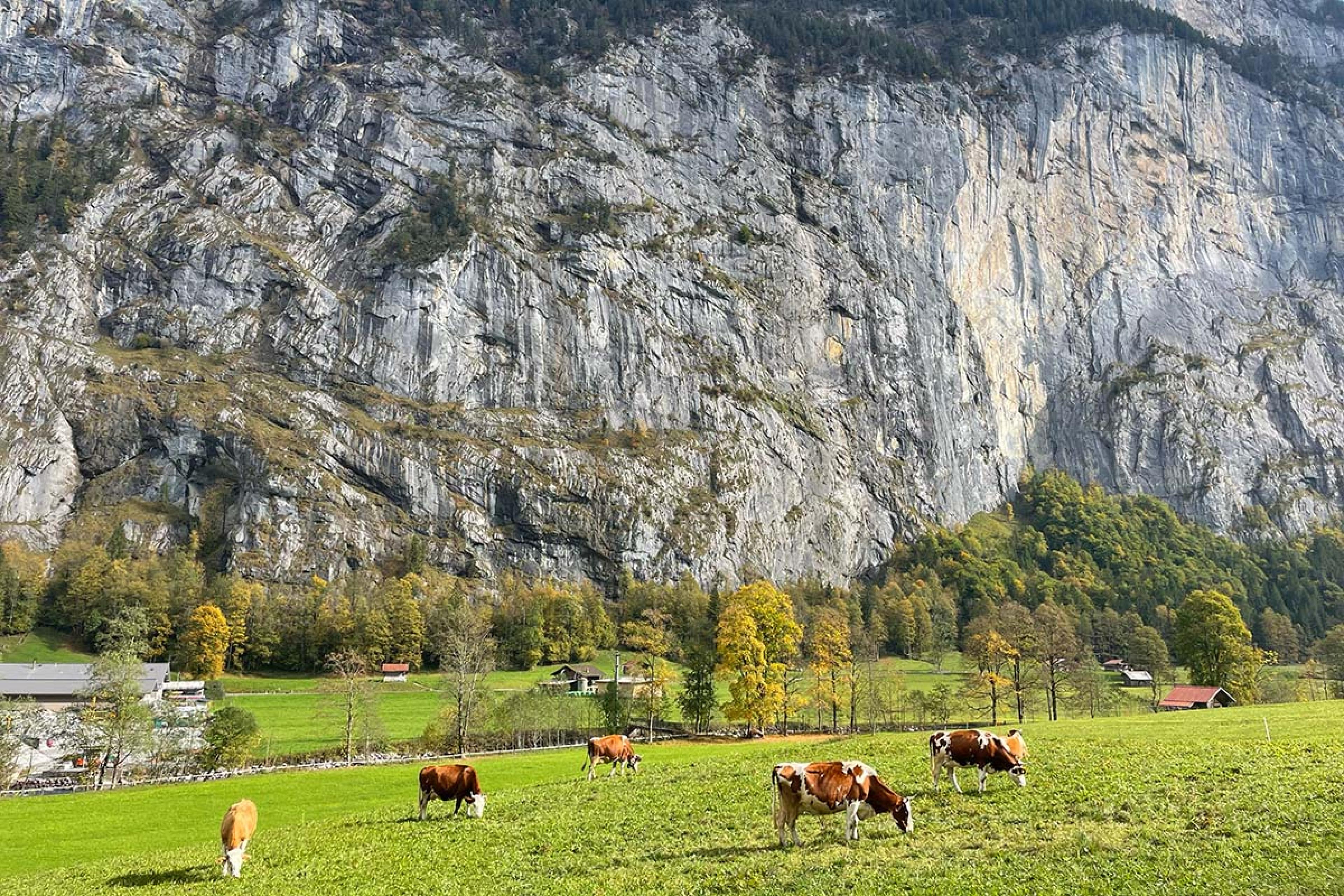 cows grazing with a sheer rock wall behind it