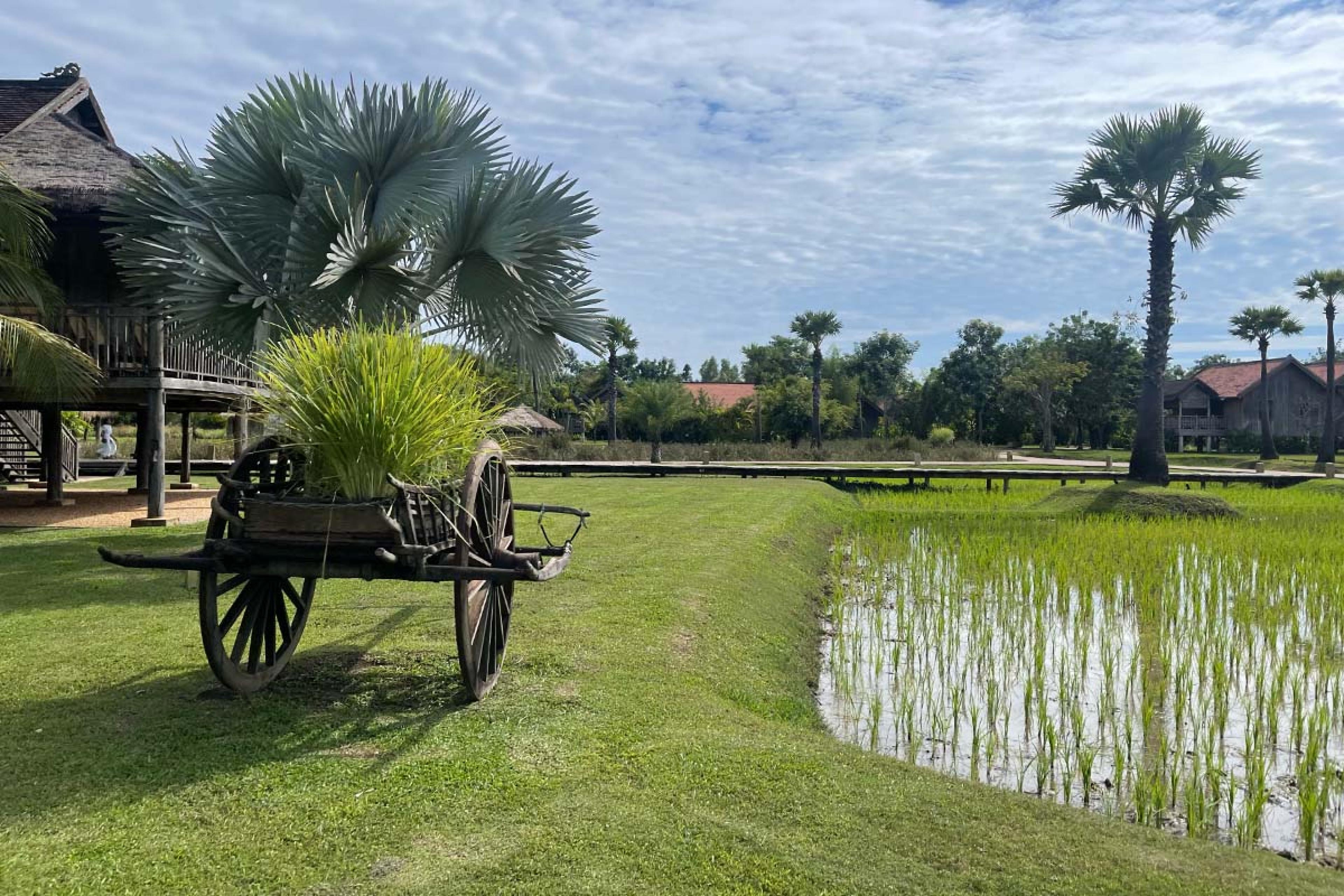 rice paddies with a wagon full of greenery