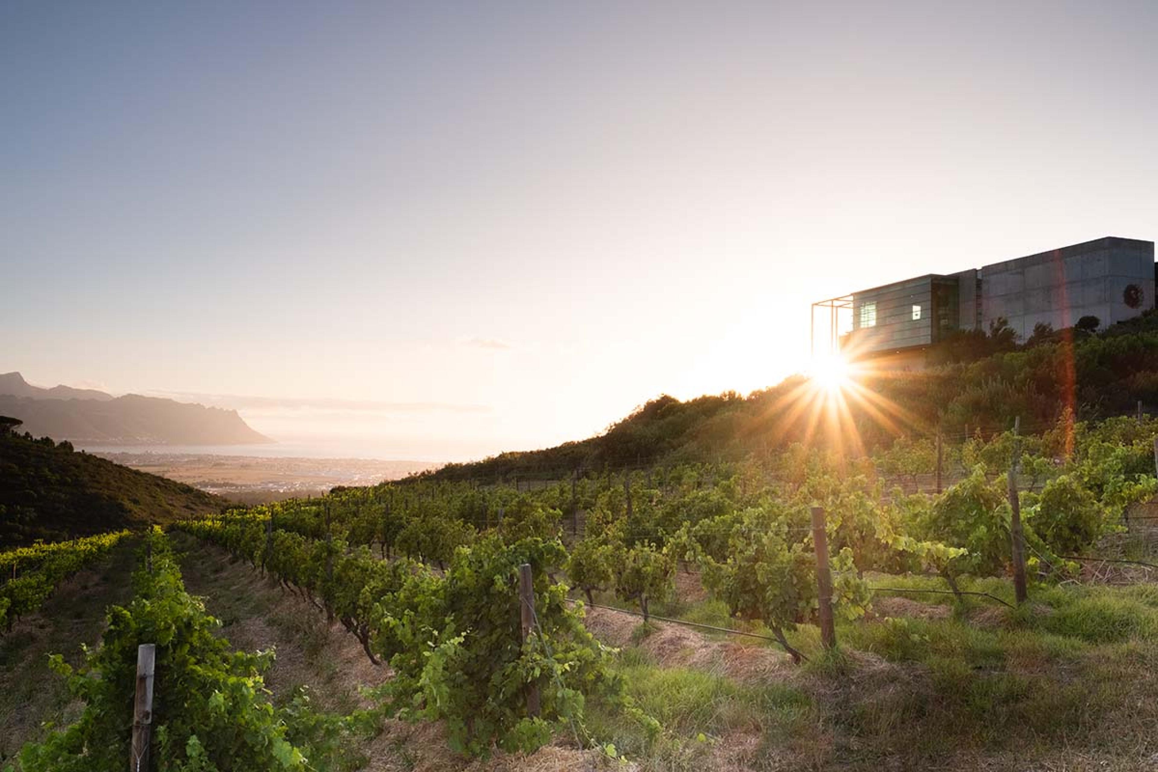restaurant on a hill at sunset with a vineyard sprawled below
