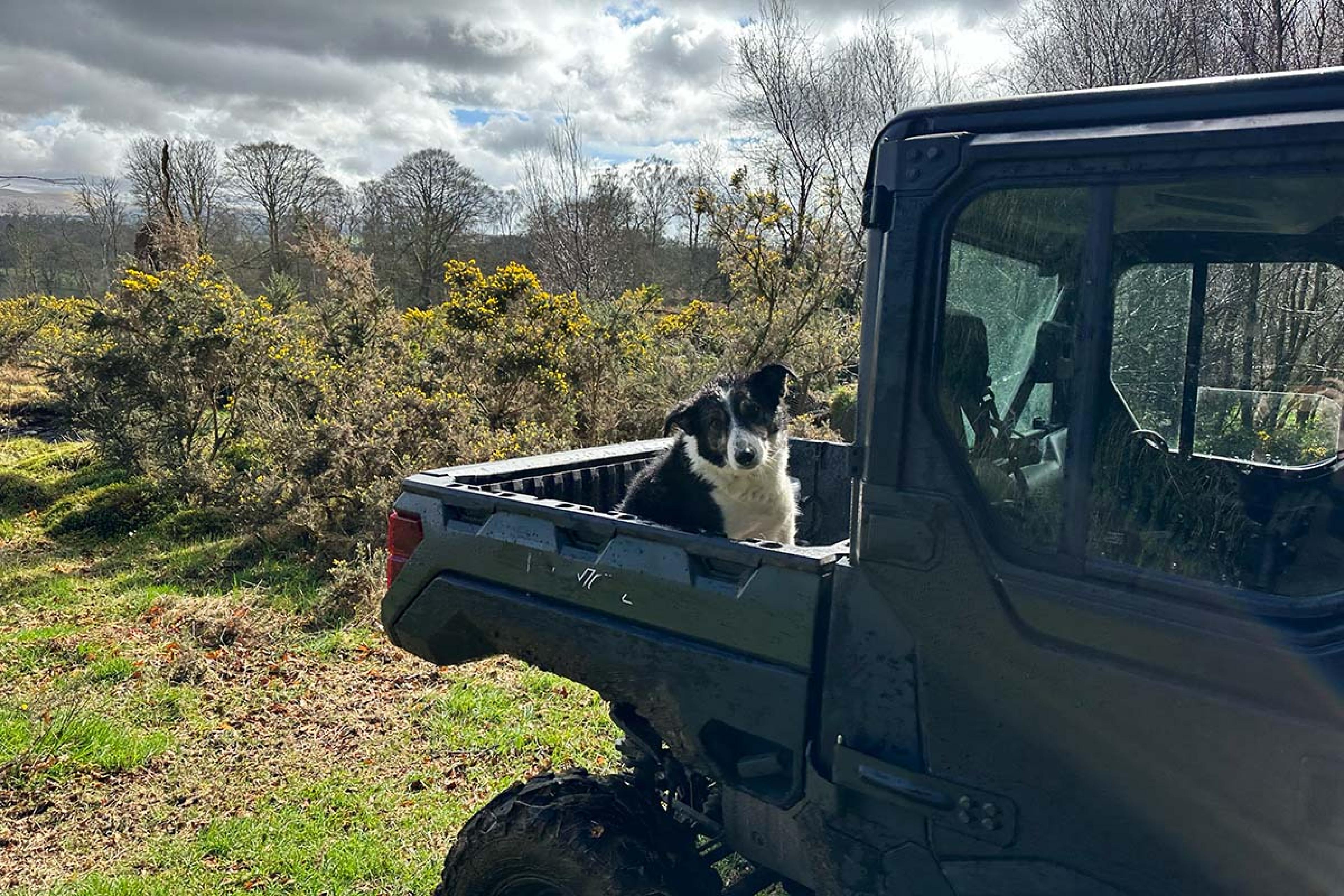 black and white collie in the back of a truck