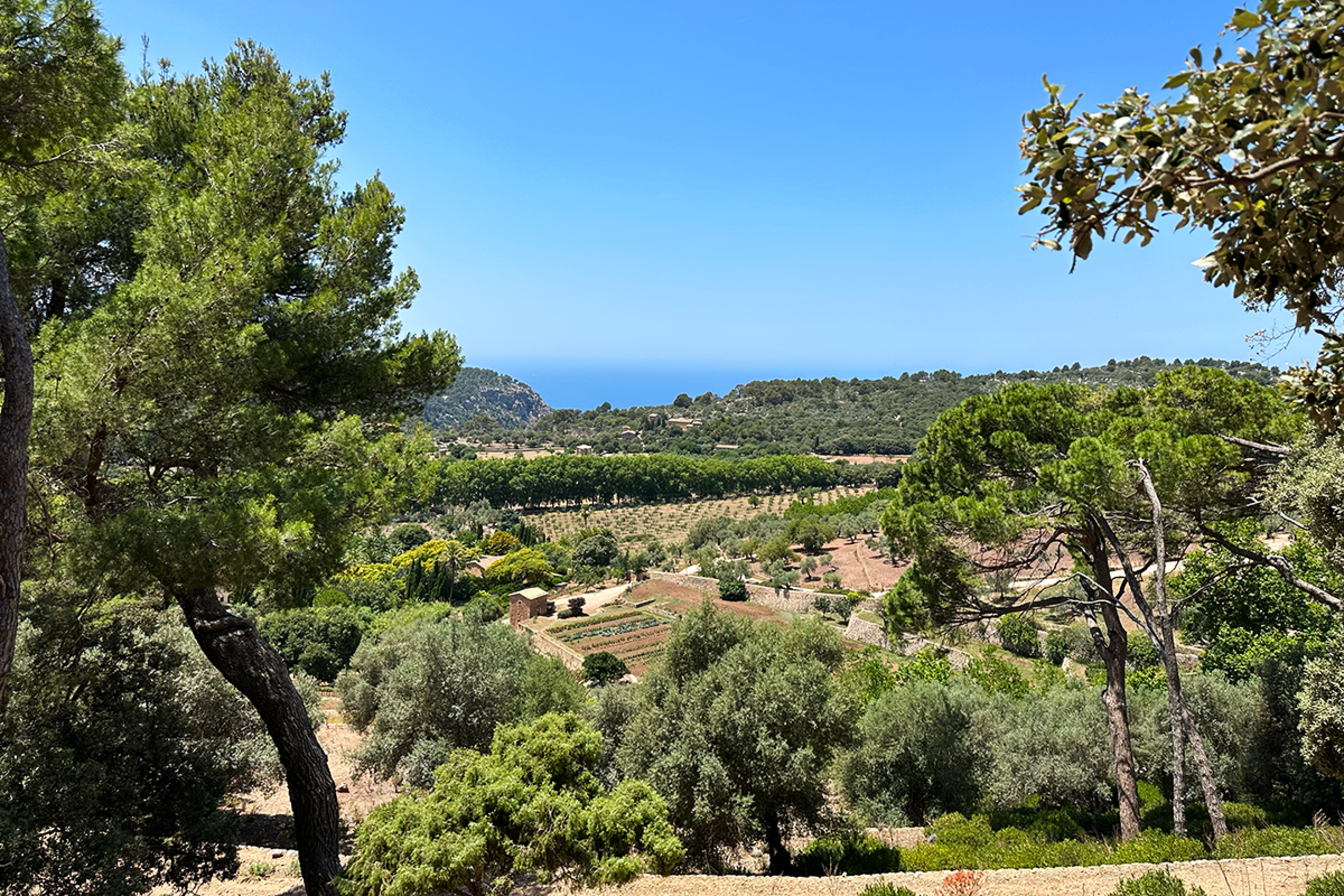 olive tree fields 