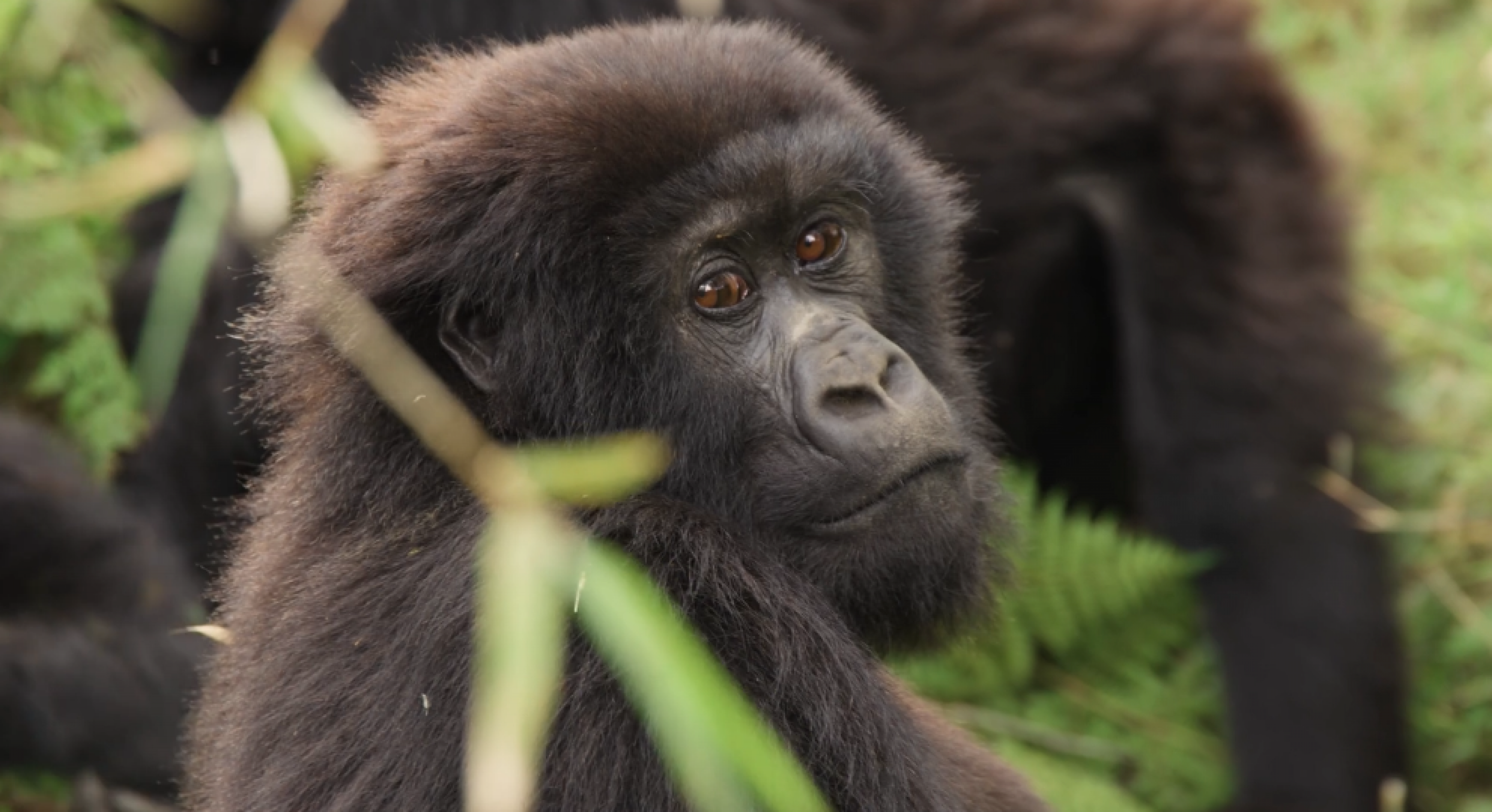 Face of young Mountain Gorilla in Rwanda