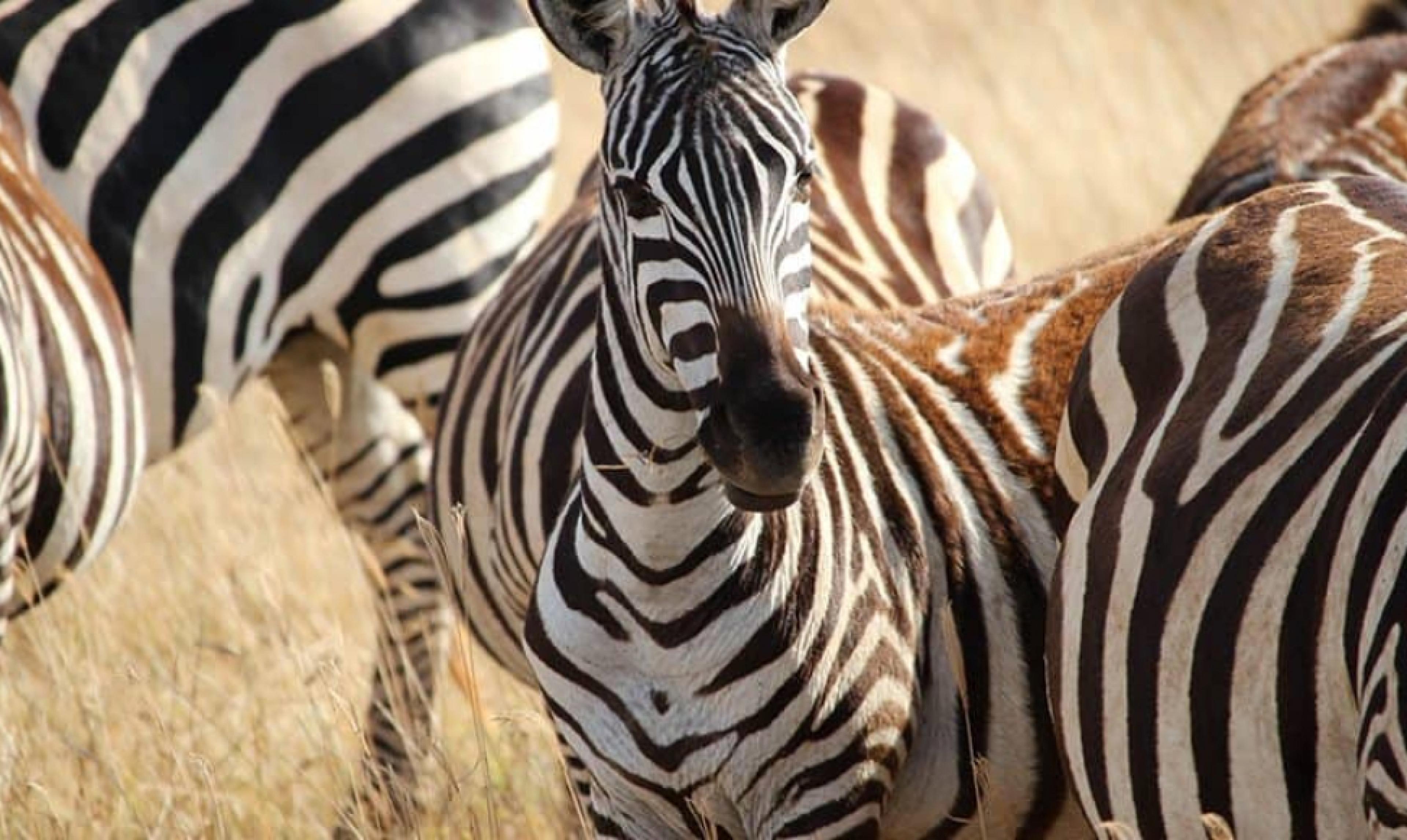 1 zebra facing the camera and side view of 2 additional zebras