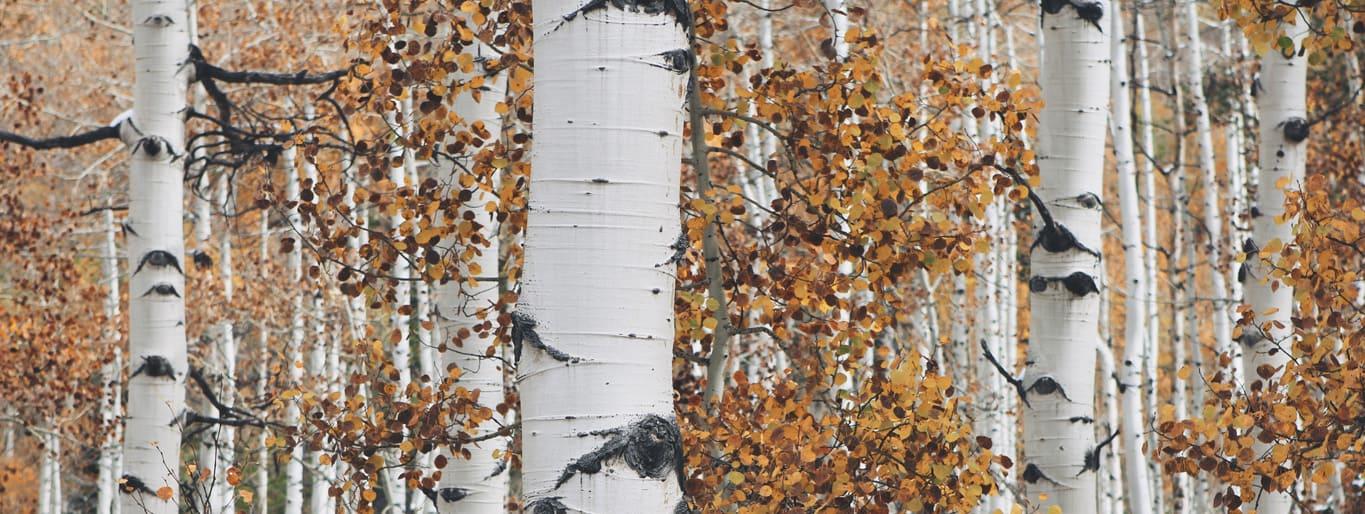 Aspen
