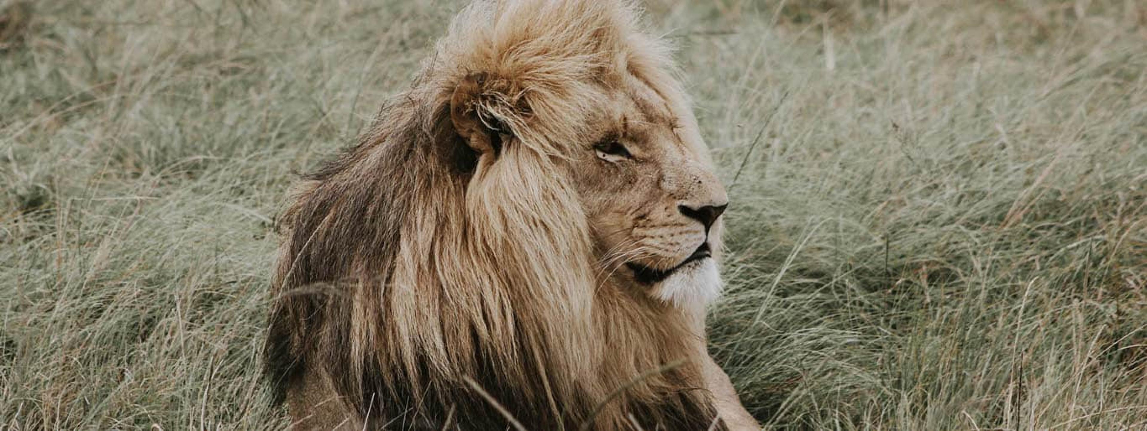 african safari south africa