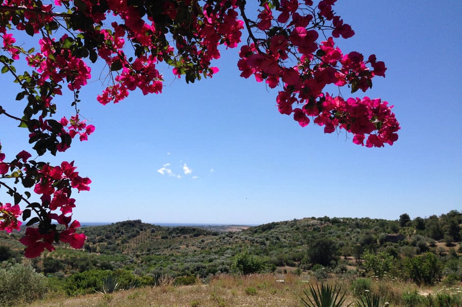 Pink flowering branch in Sicilian countryside