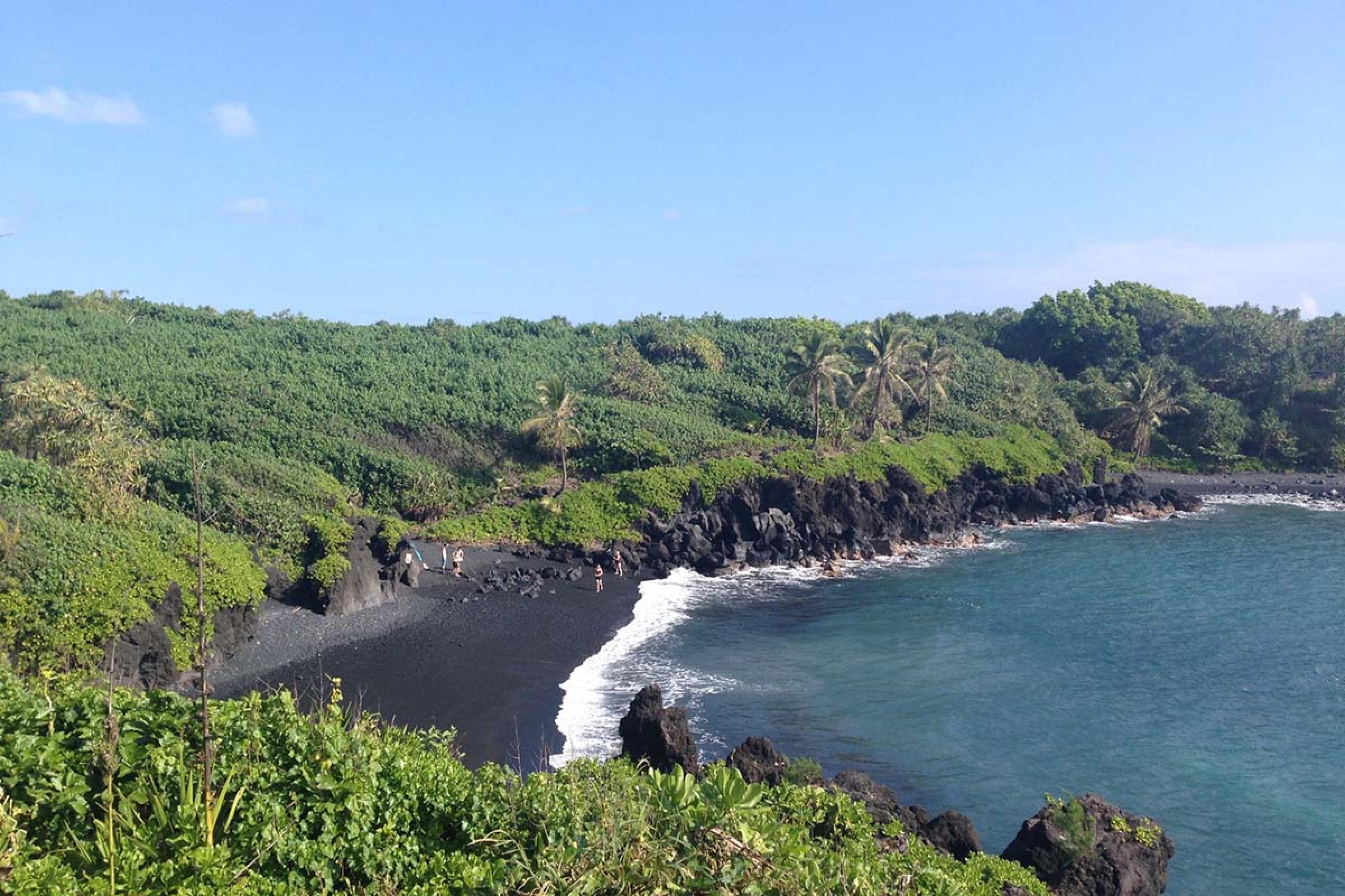 black sand beach surrounded by green plants