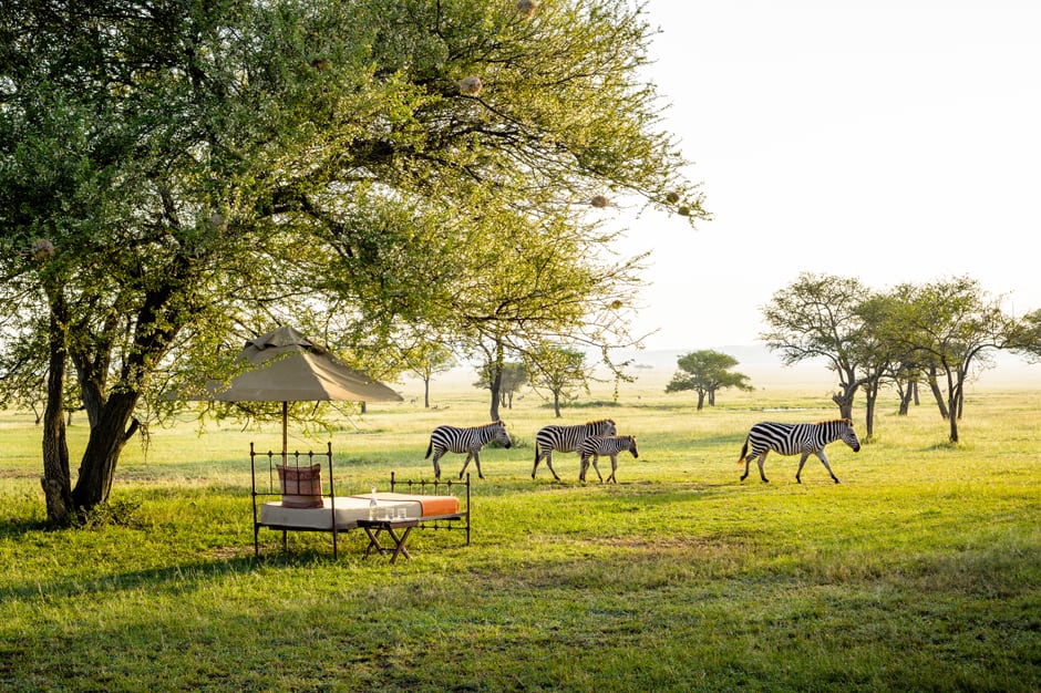 Four zebras in grounds of Singita Sabora tented camp in Tanzania