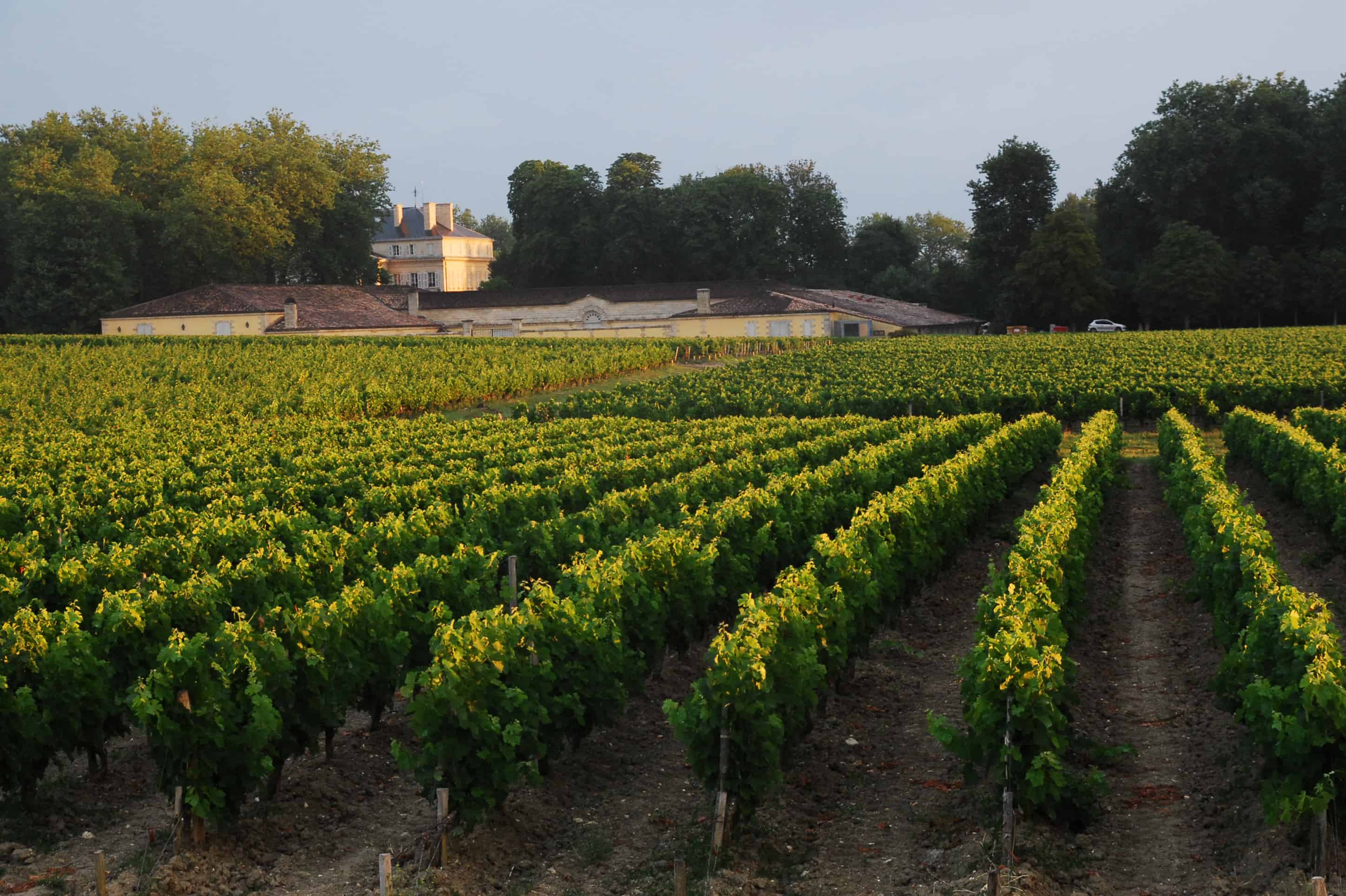 Vineyard in Bordeaux France